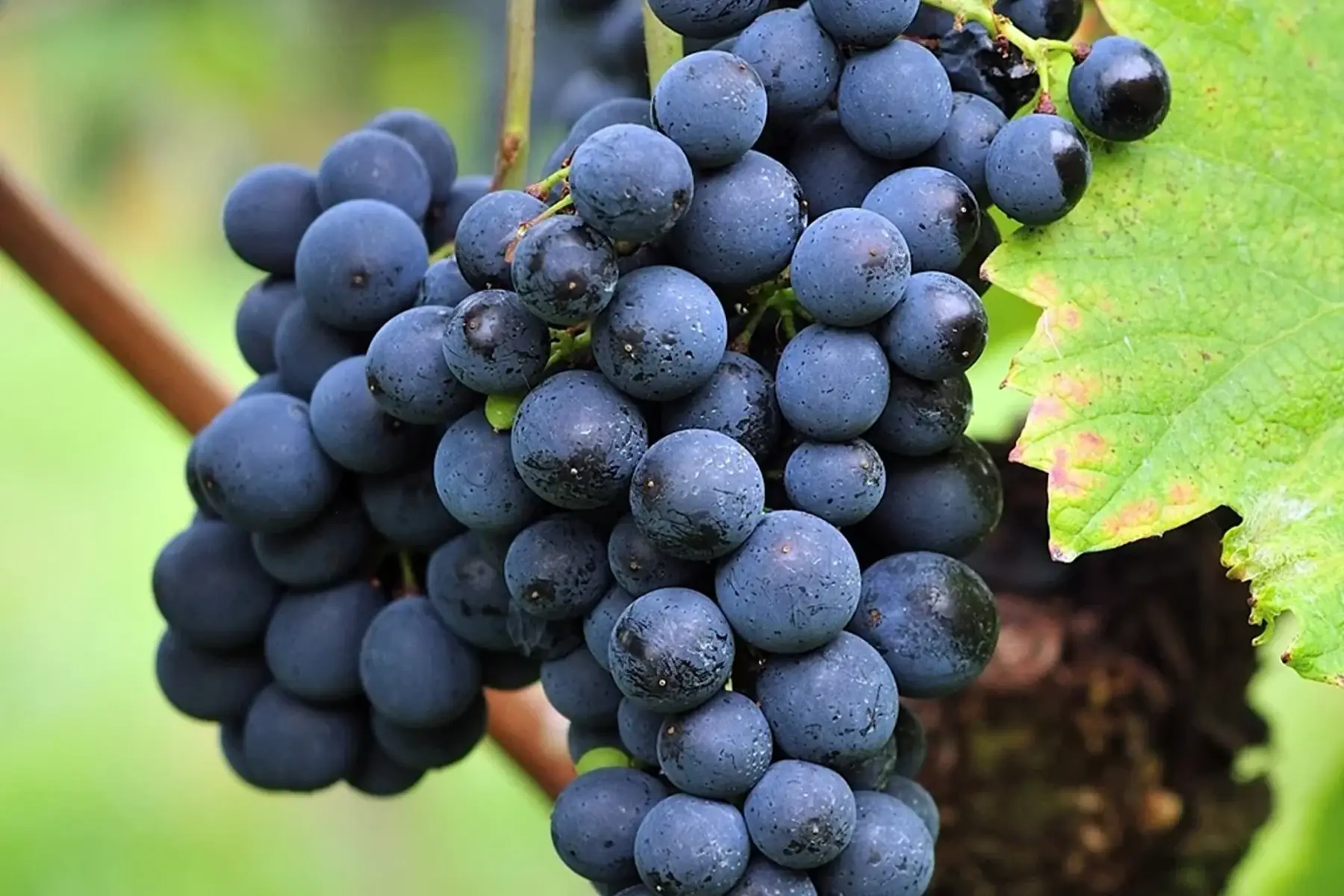 Raisin de table (Vitis vinifera) greffé