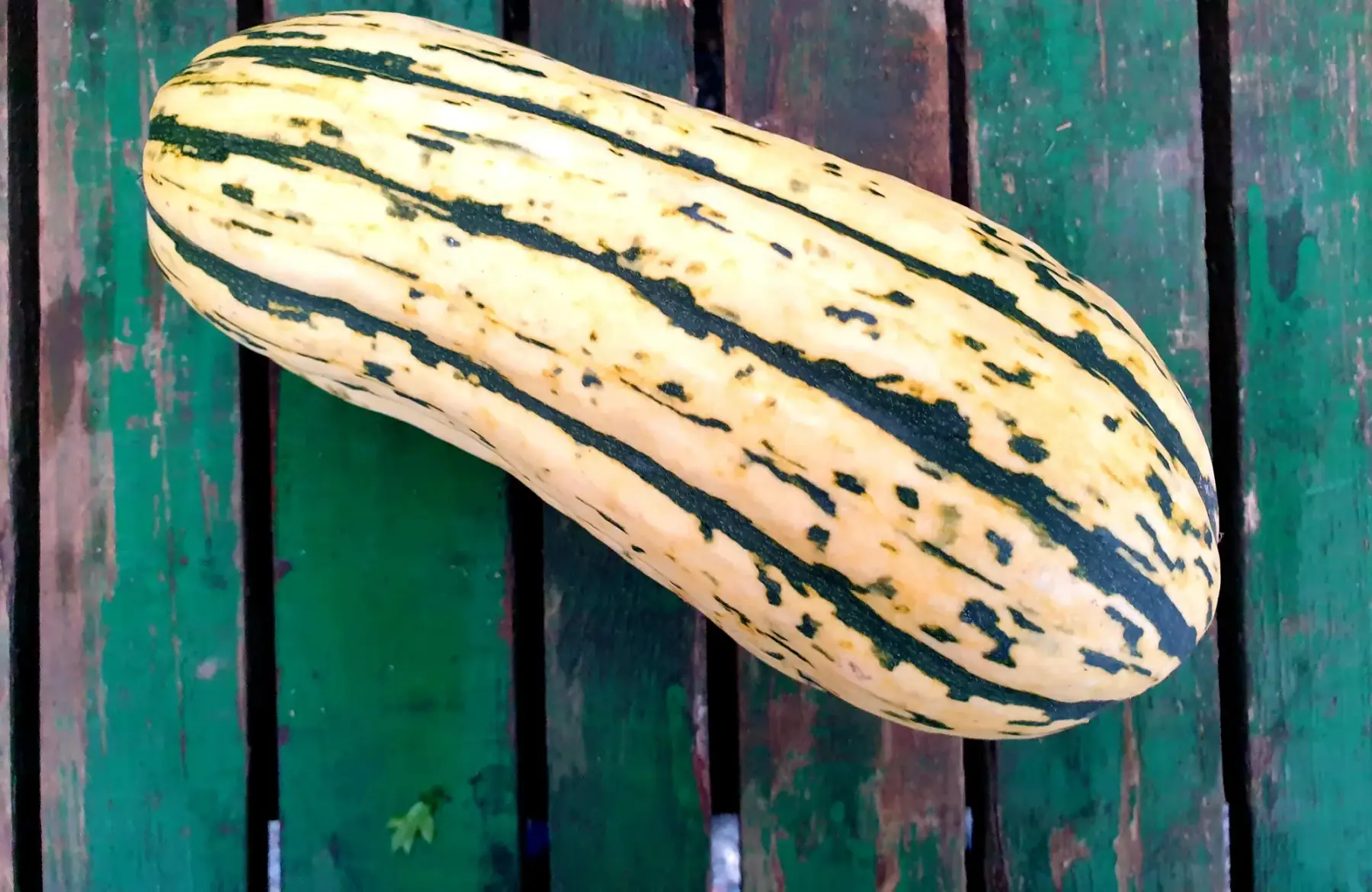 courge - delicata