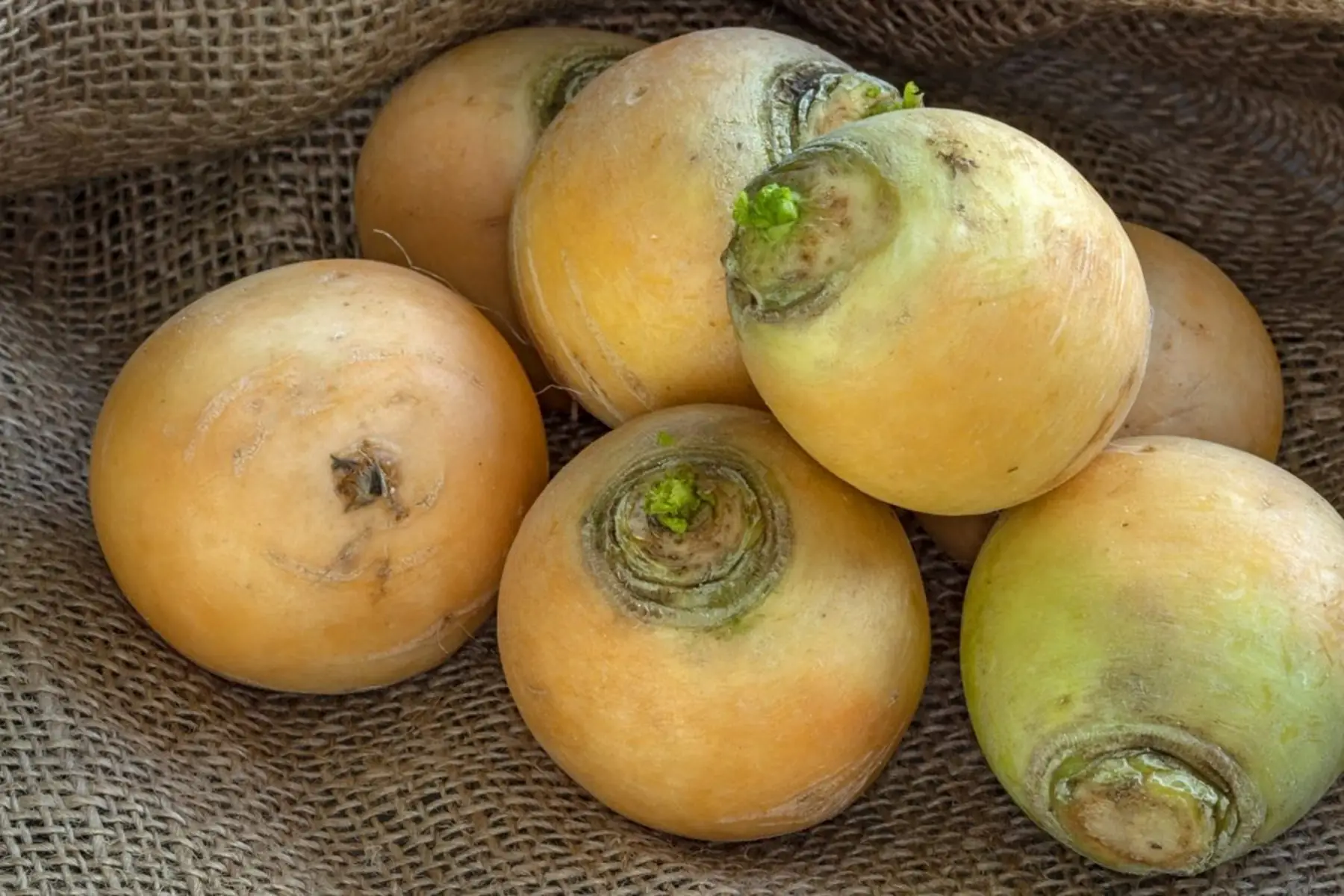 navets jaunes