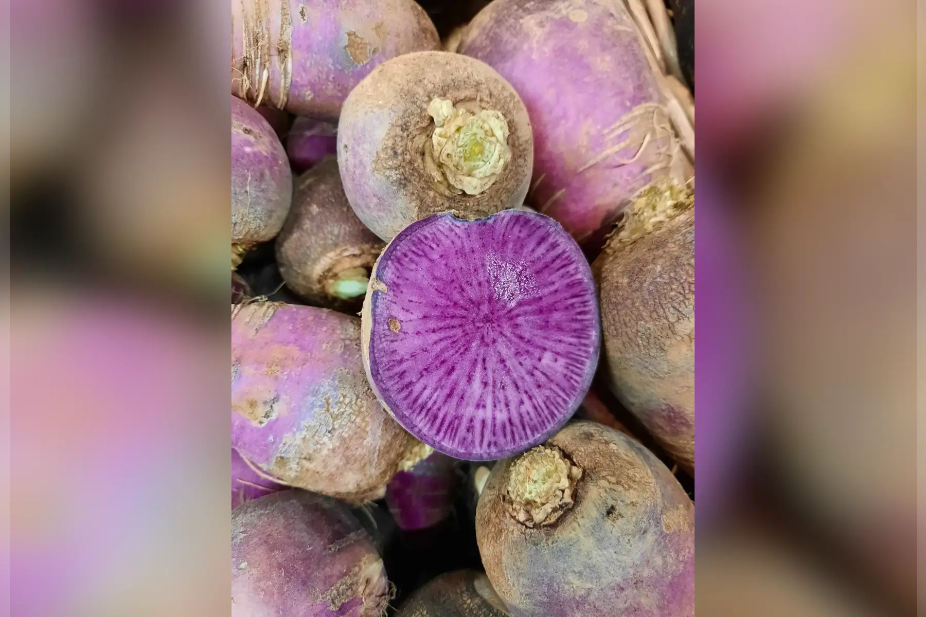 radis bleu d'automne