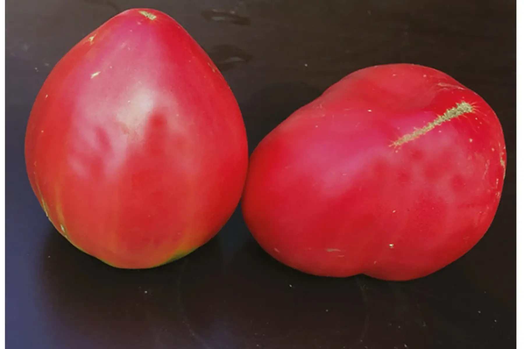 Plant de tomate "Yasha" coeur de boeuf