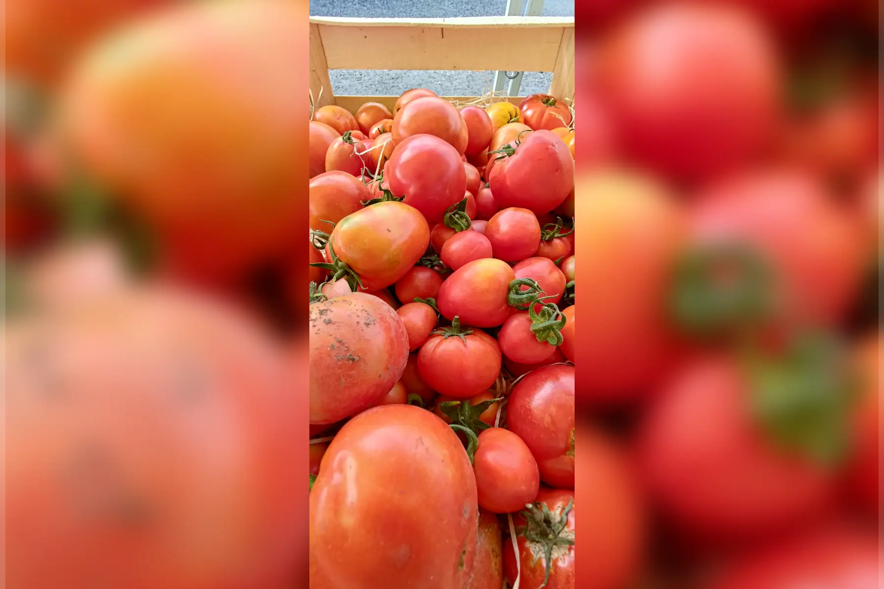 Tomates classiques