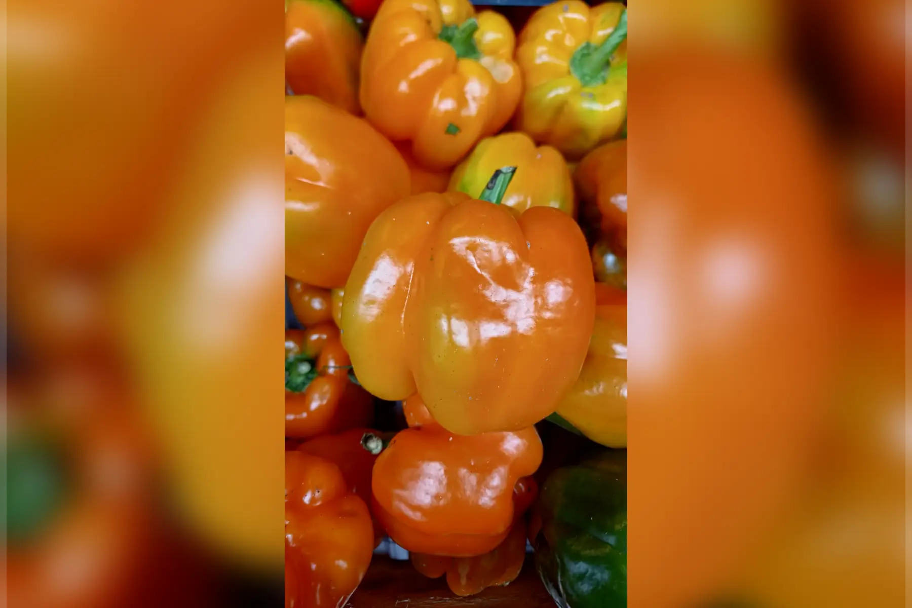 poivron "classique" orange
