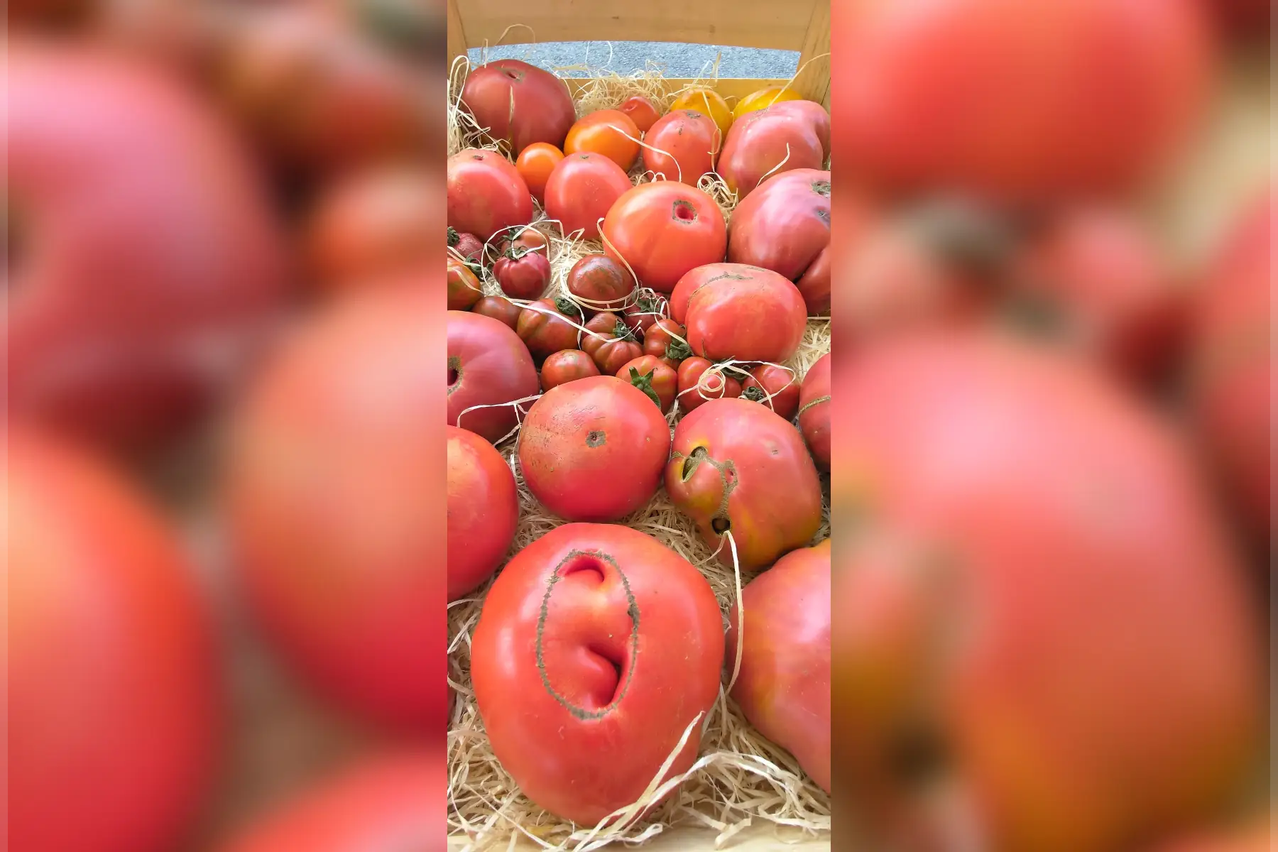 Tomate "ancienne"