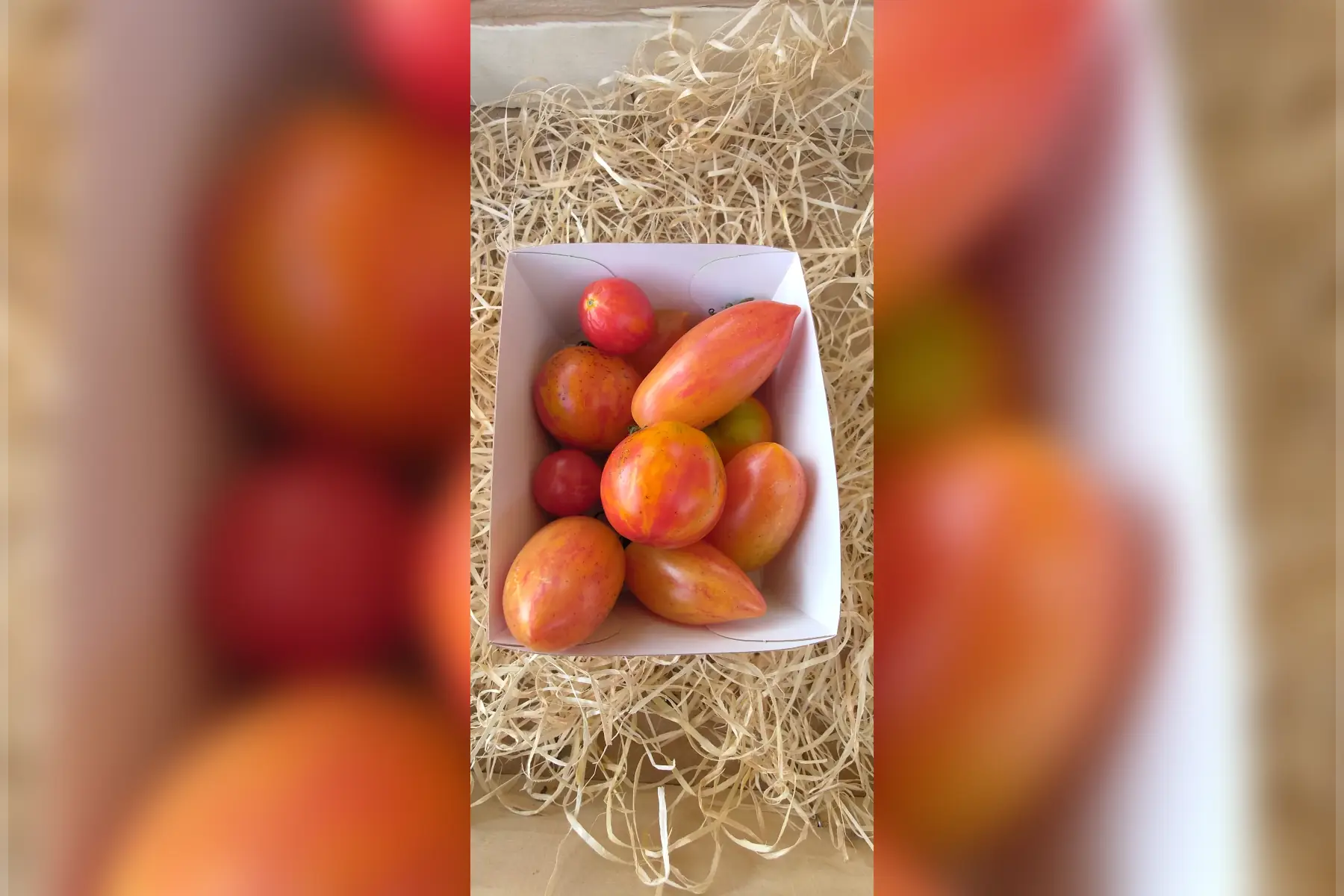 Tomate "apéro".