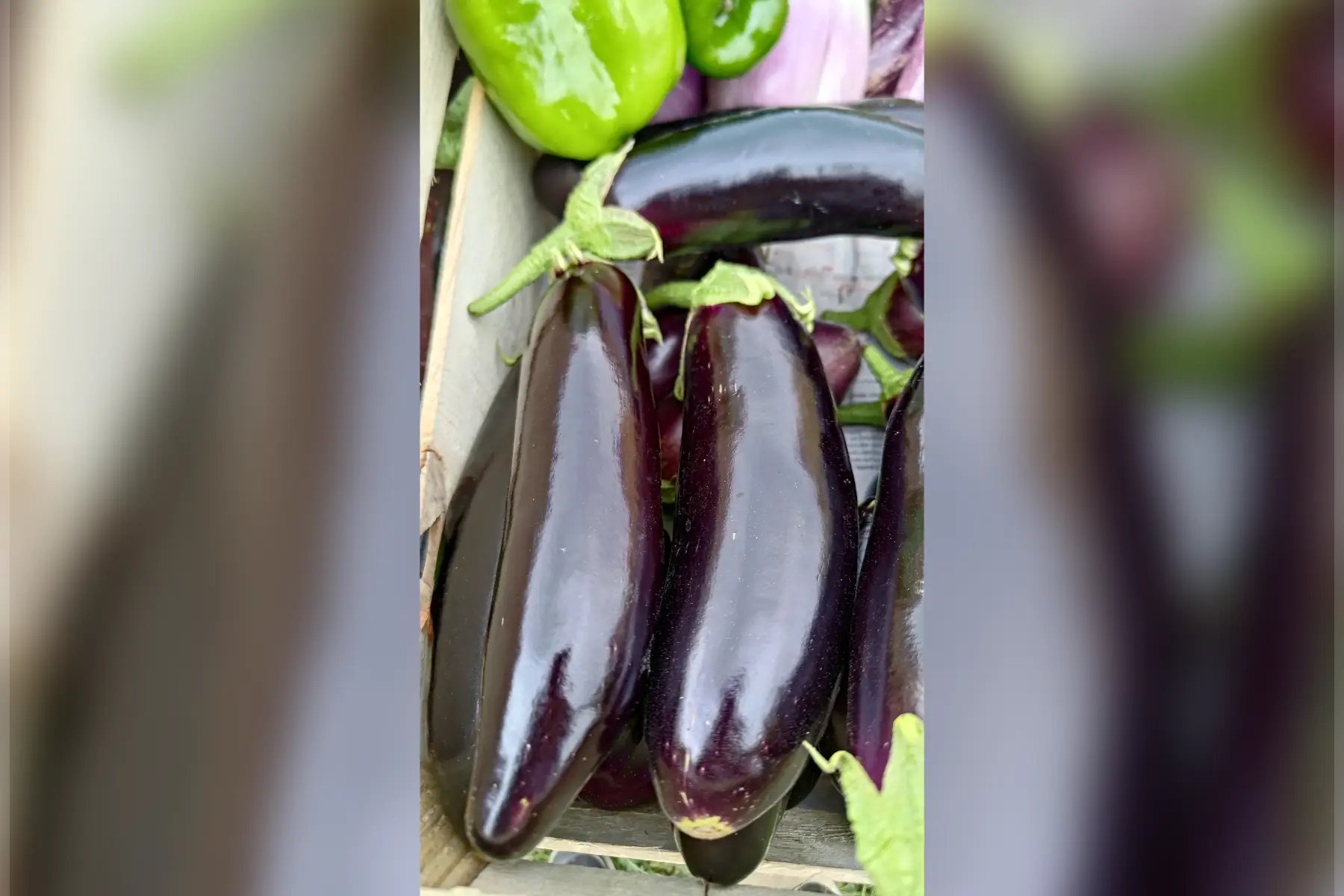 Aubergine allongée