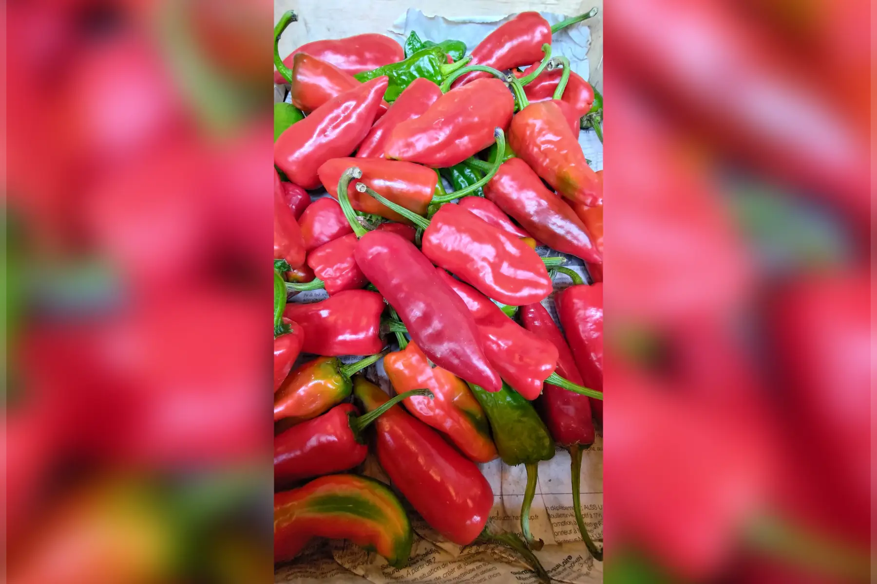 Piment "Gorria"