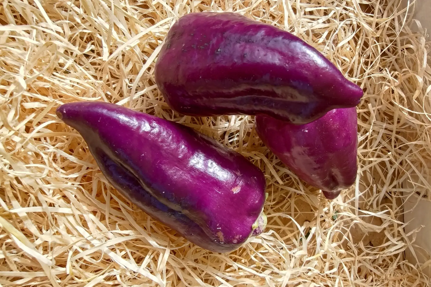 Poivron violet