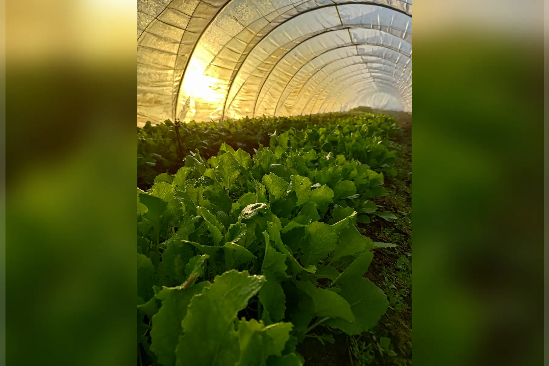 De la Planchette à la fourchette