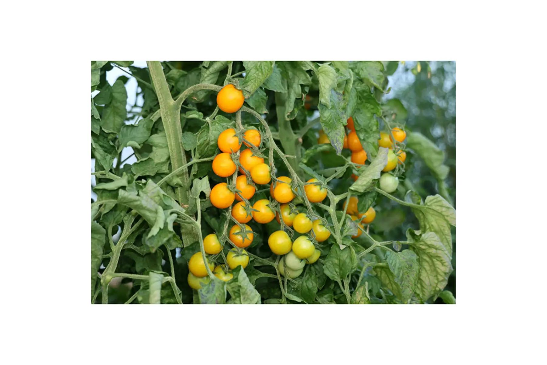Plant de tomate cocktail "Jaune Délice"