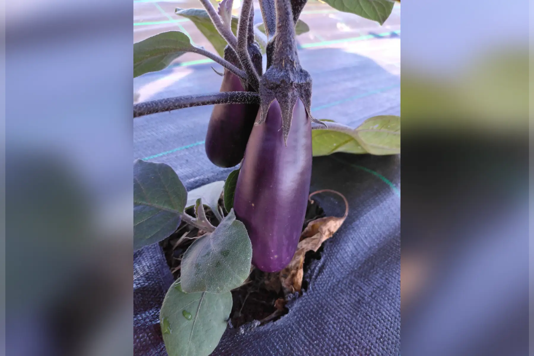 aubergine "slim jim"