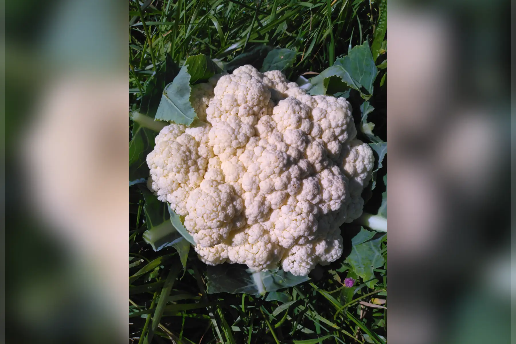 chou fleur