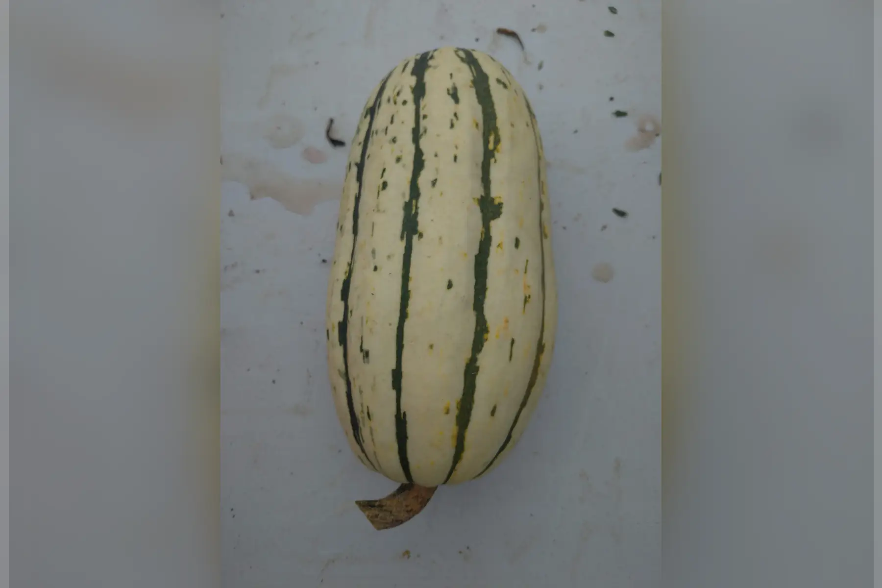 courge "delicata sweet potato"