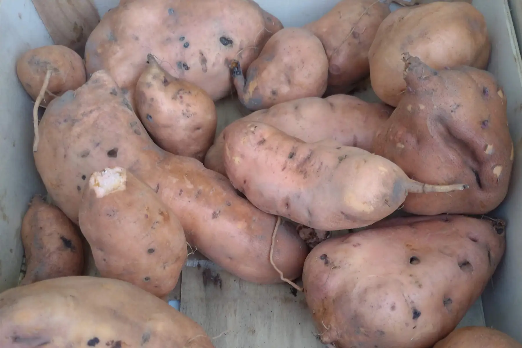 patate douce "orange"