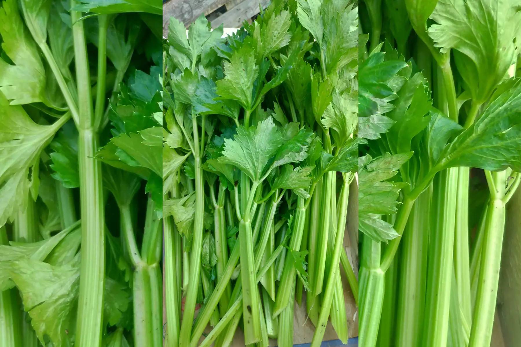 céleri branches