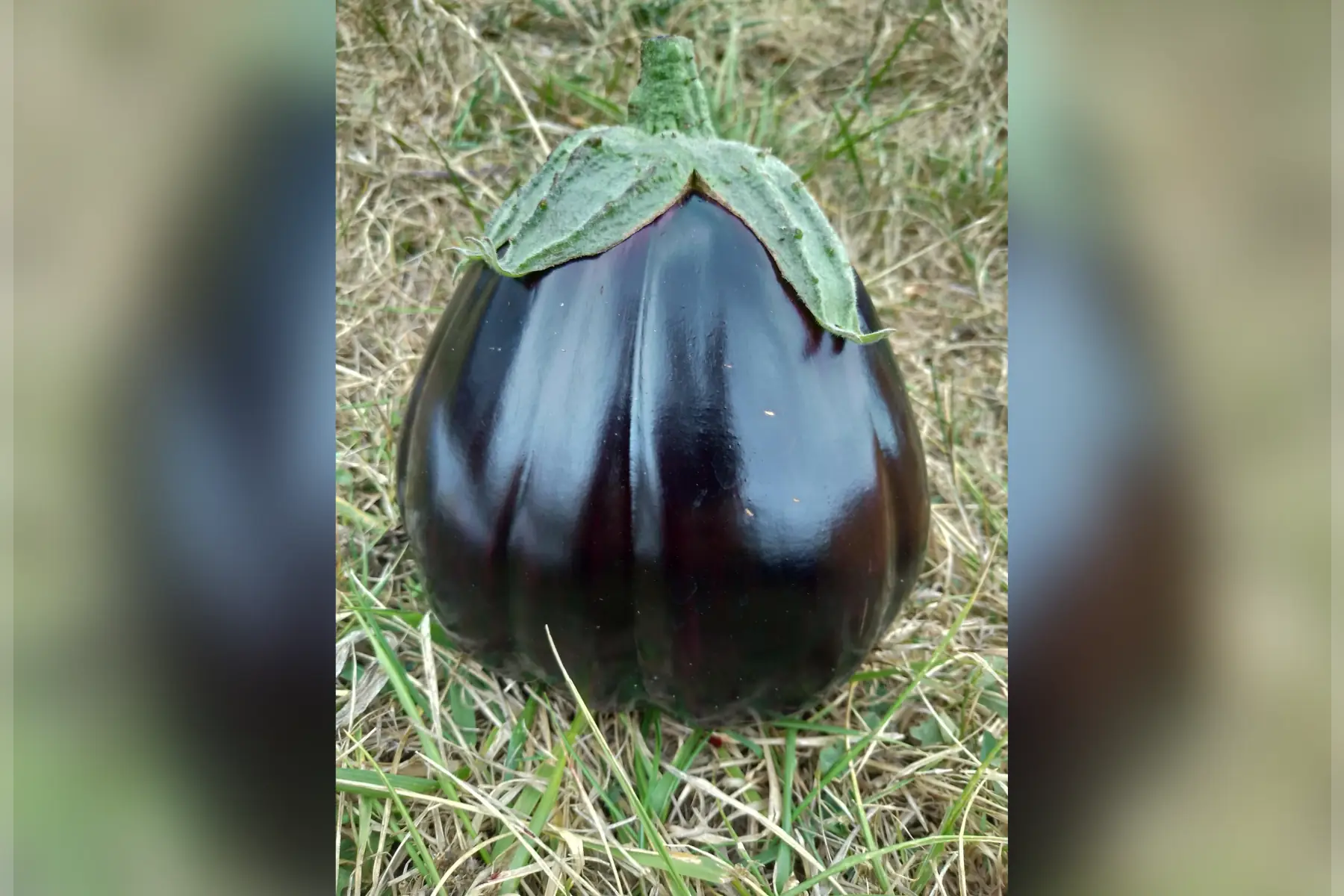 aubergine