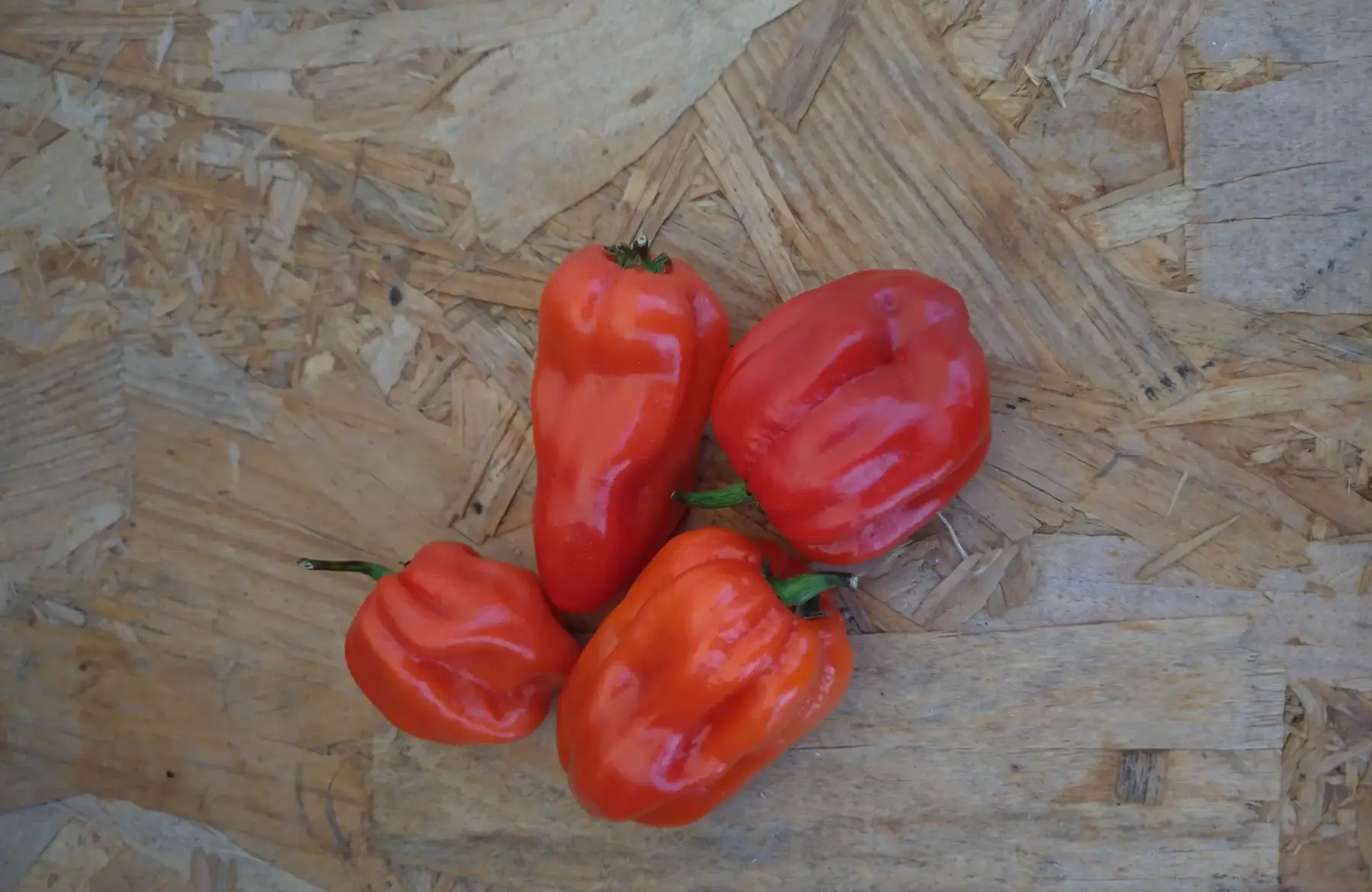 piments "habanero"