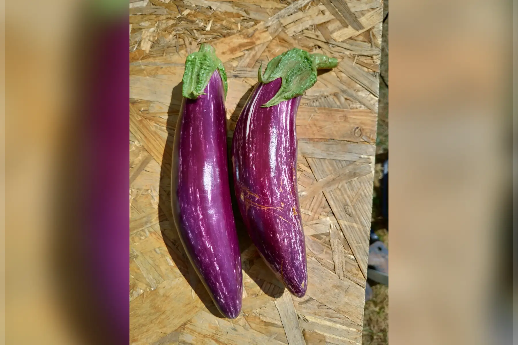aubergine "tsakoniki"