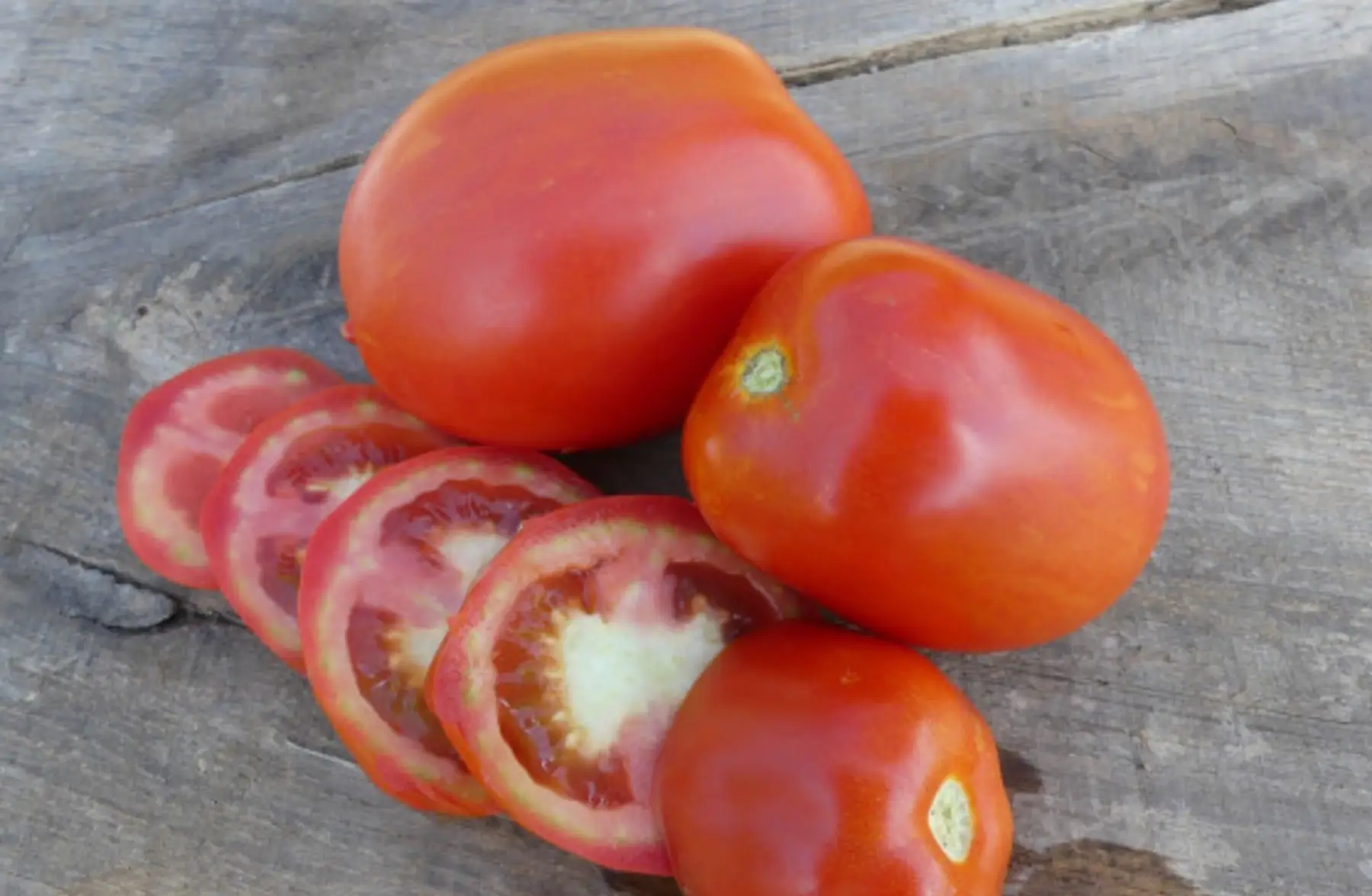 Plant de tomate "Rio Grande"