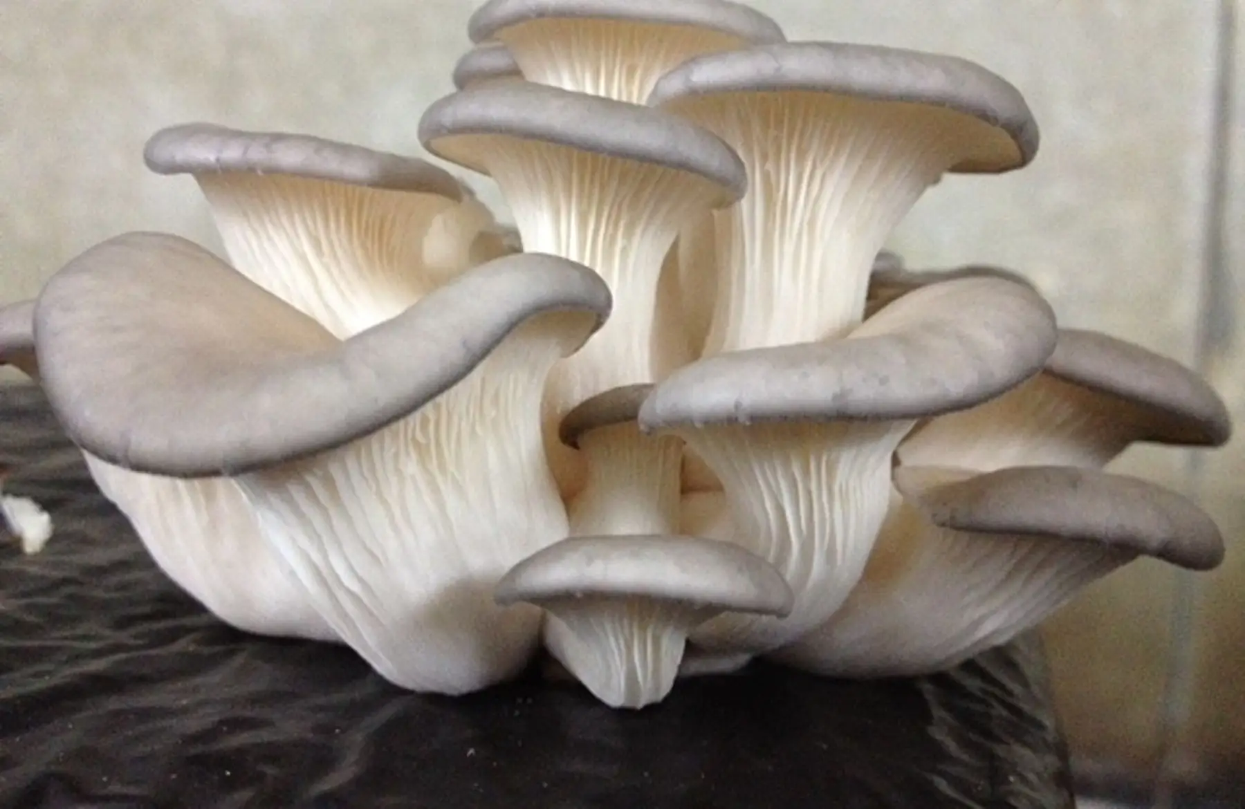 pleurote gris (pleurotus ostreatus)