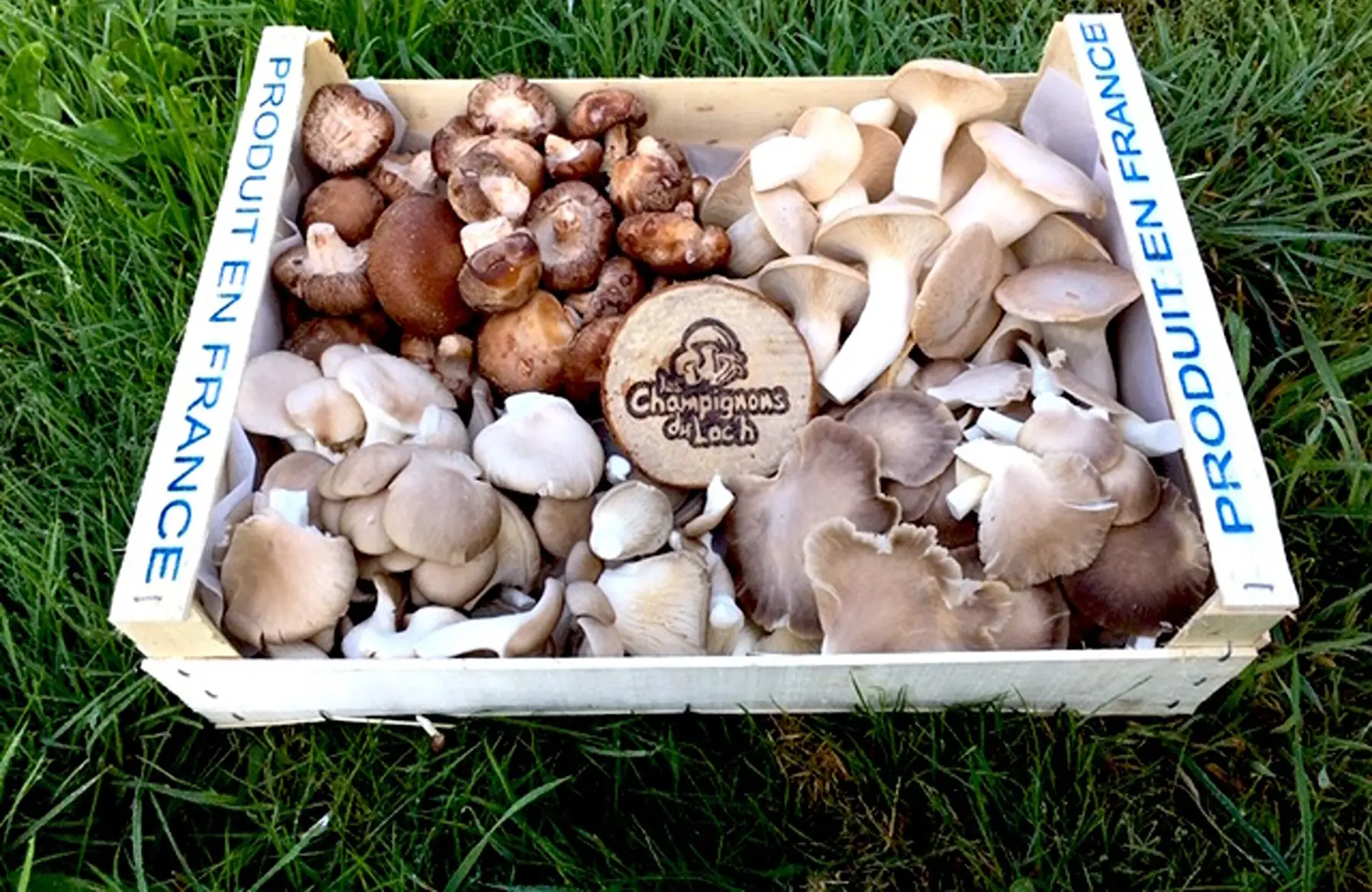 Les champignons du Loch