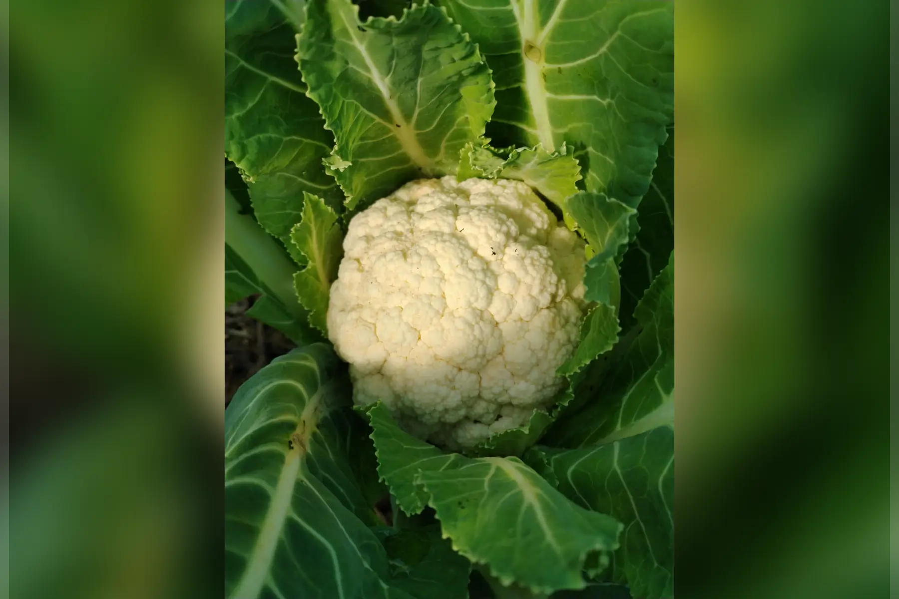 Petit chou fleur