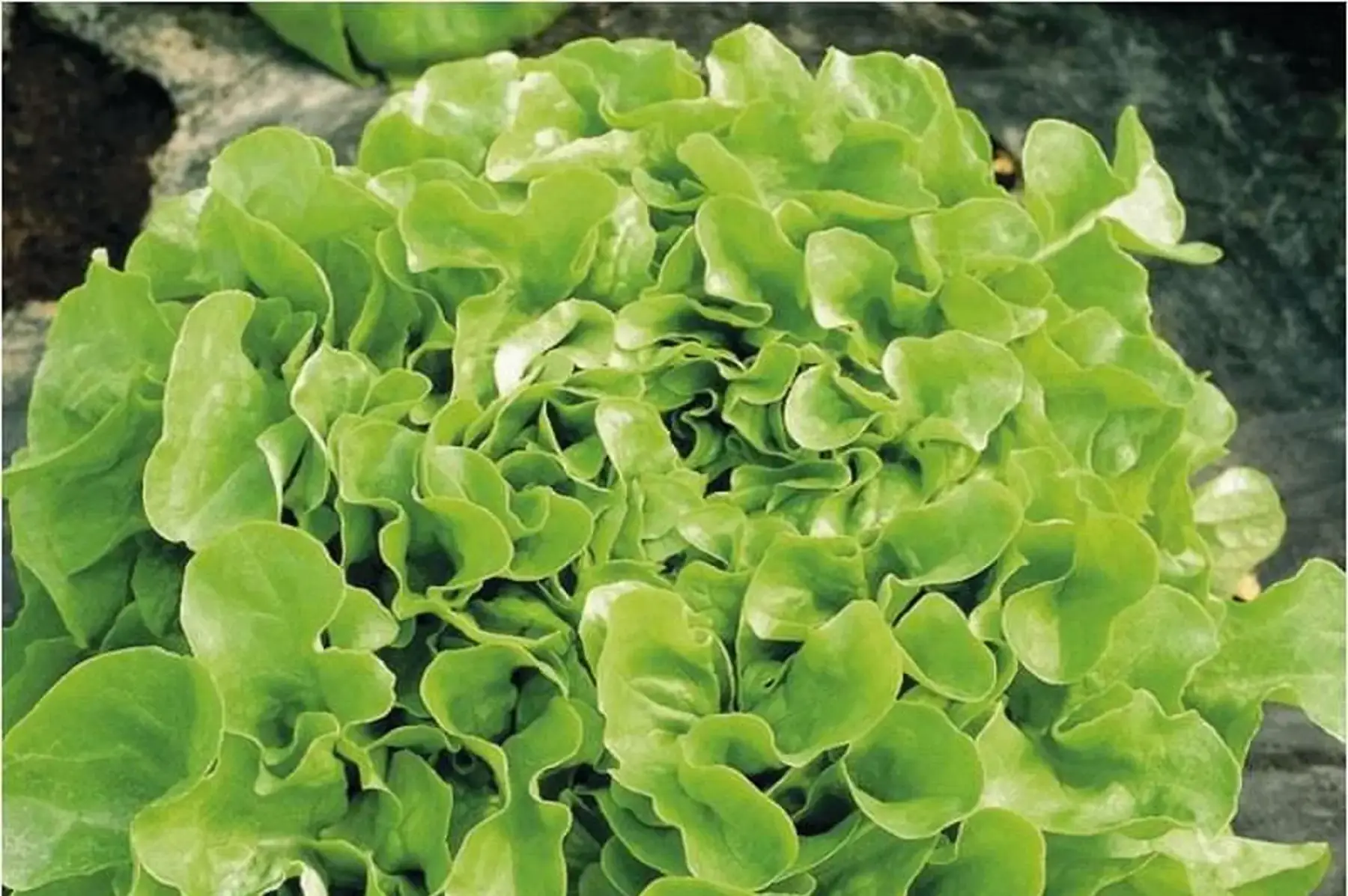 salade feuille de chêne verte