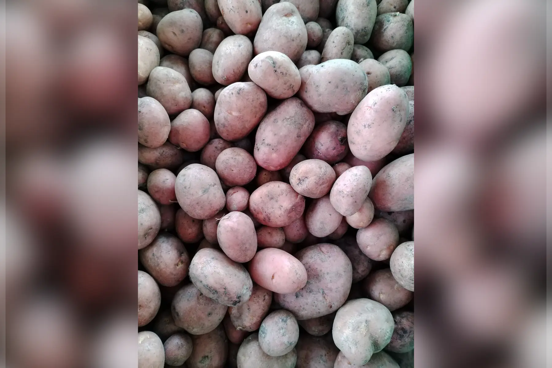 pomme de terre désirée chair fondante