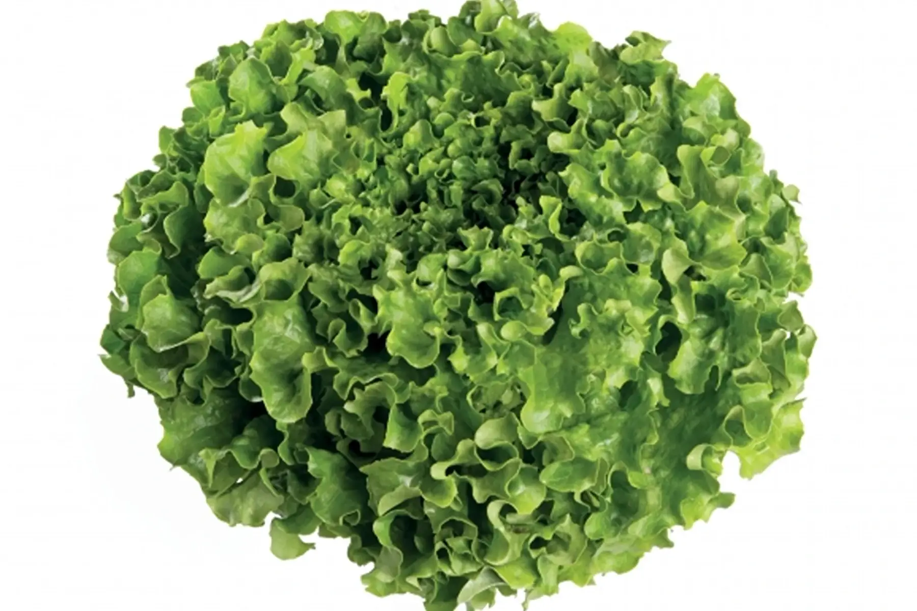 salade batavia verte