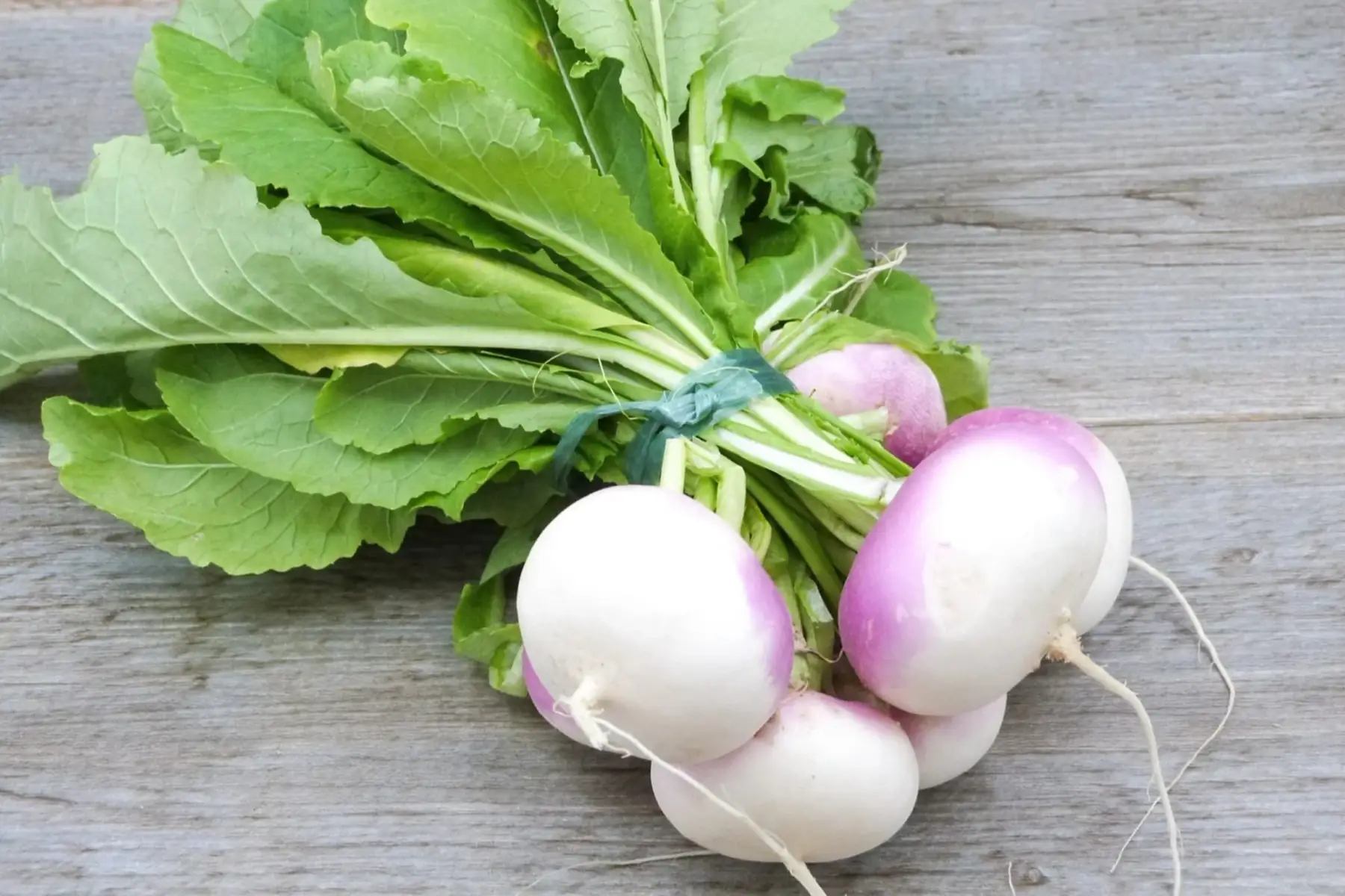 navet botte