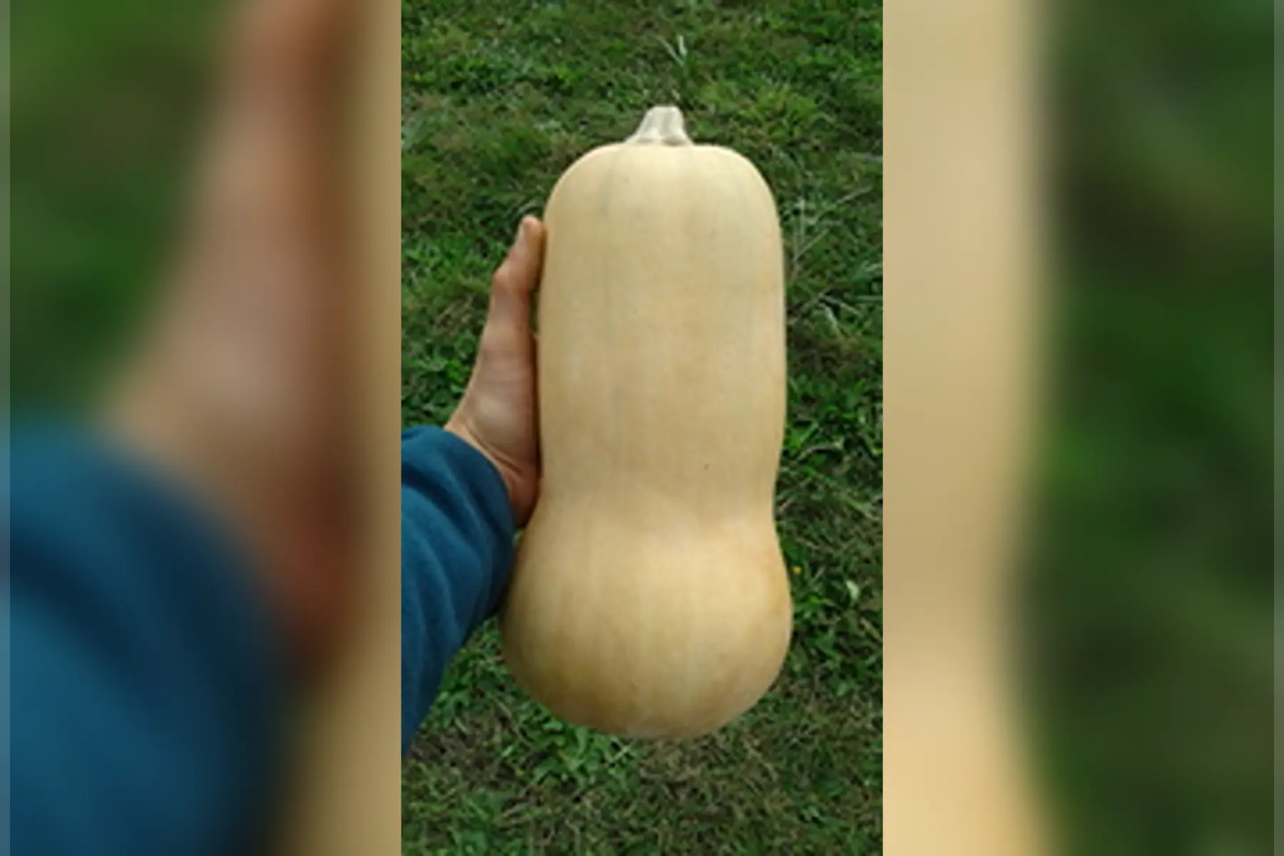 butternut 2 kg