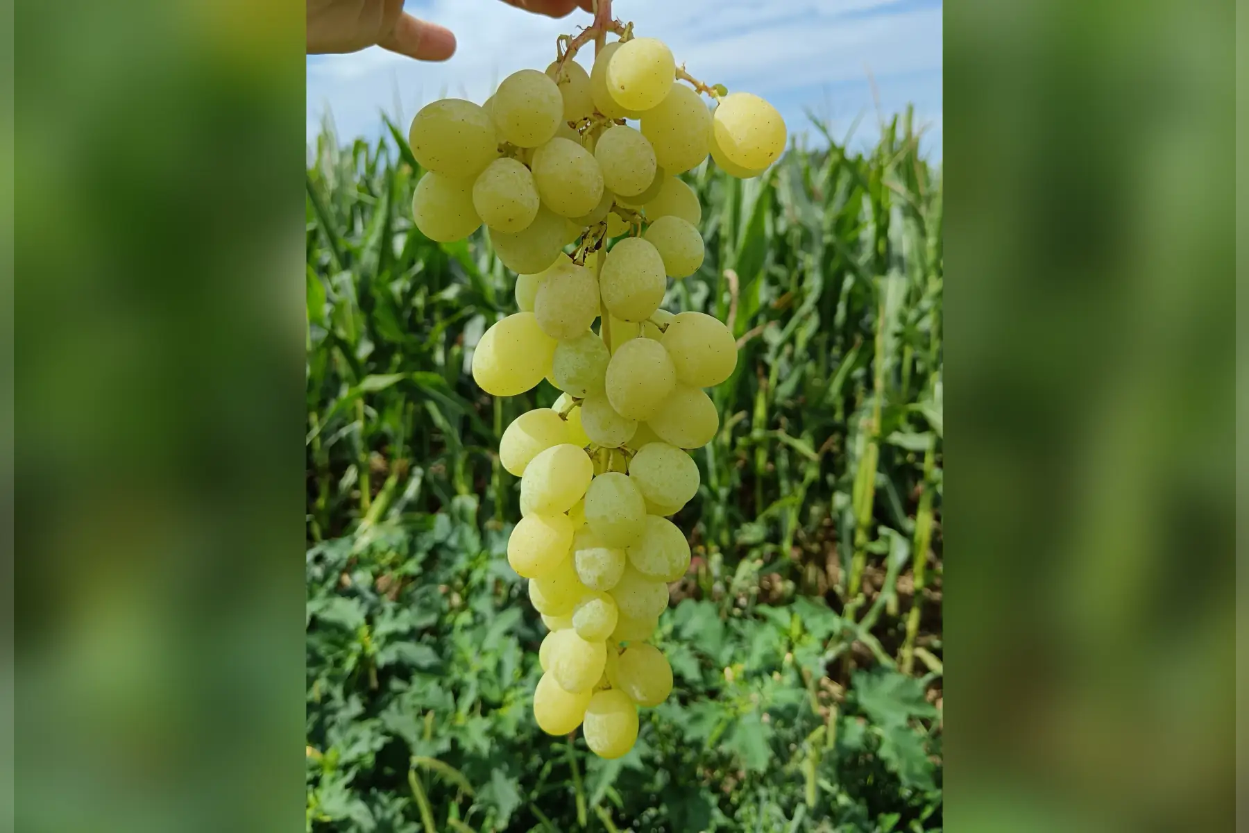 Raisin blanc sans pépin