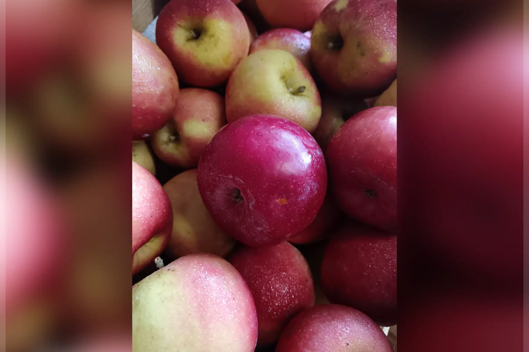 les jardins de labourdette