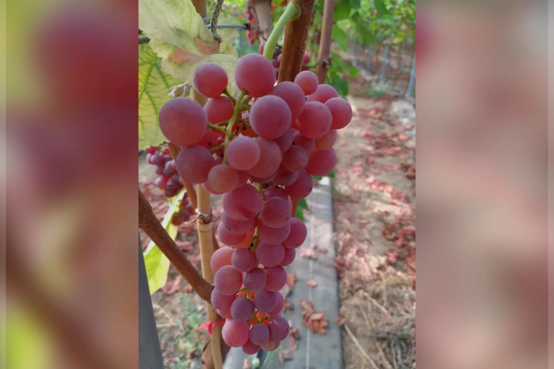 Raisin sans pépin rouge