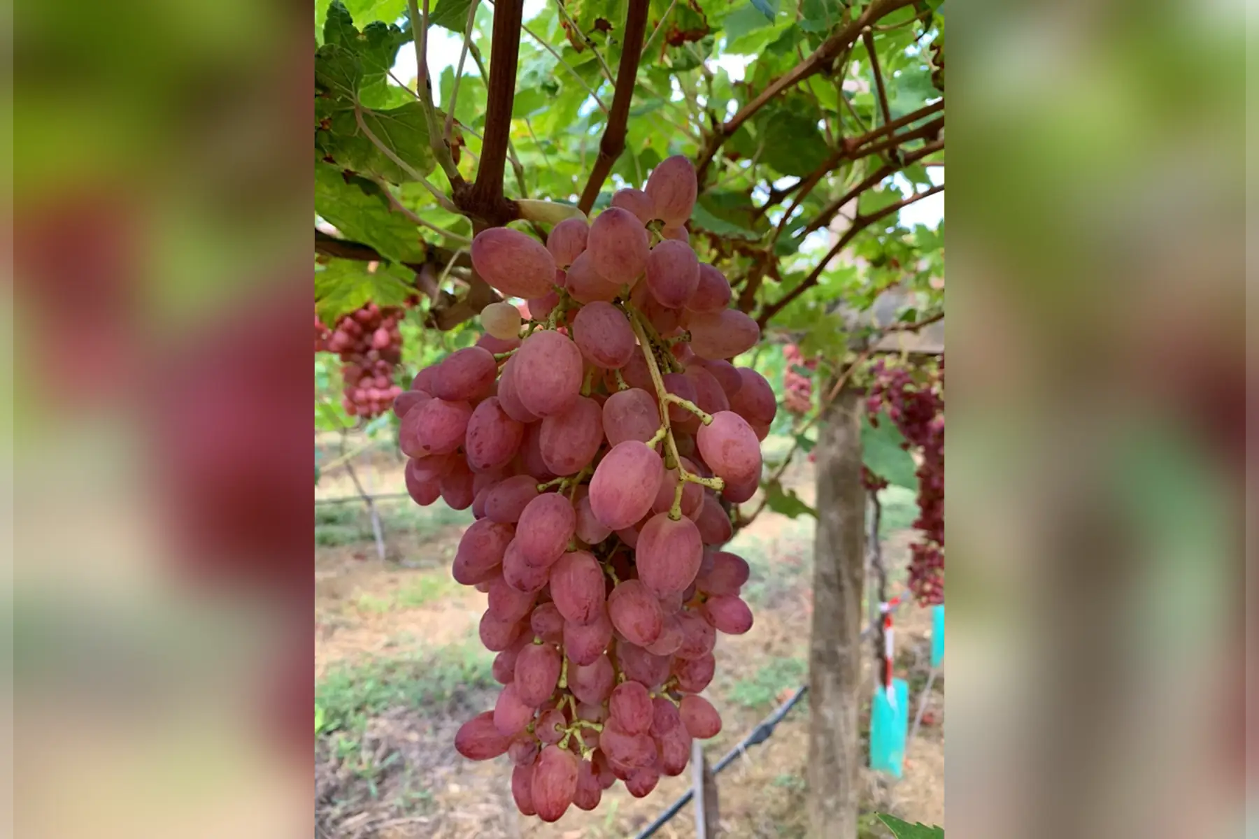 Raisin rose sans pépin