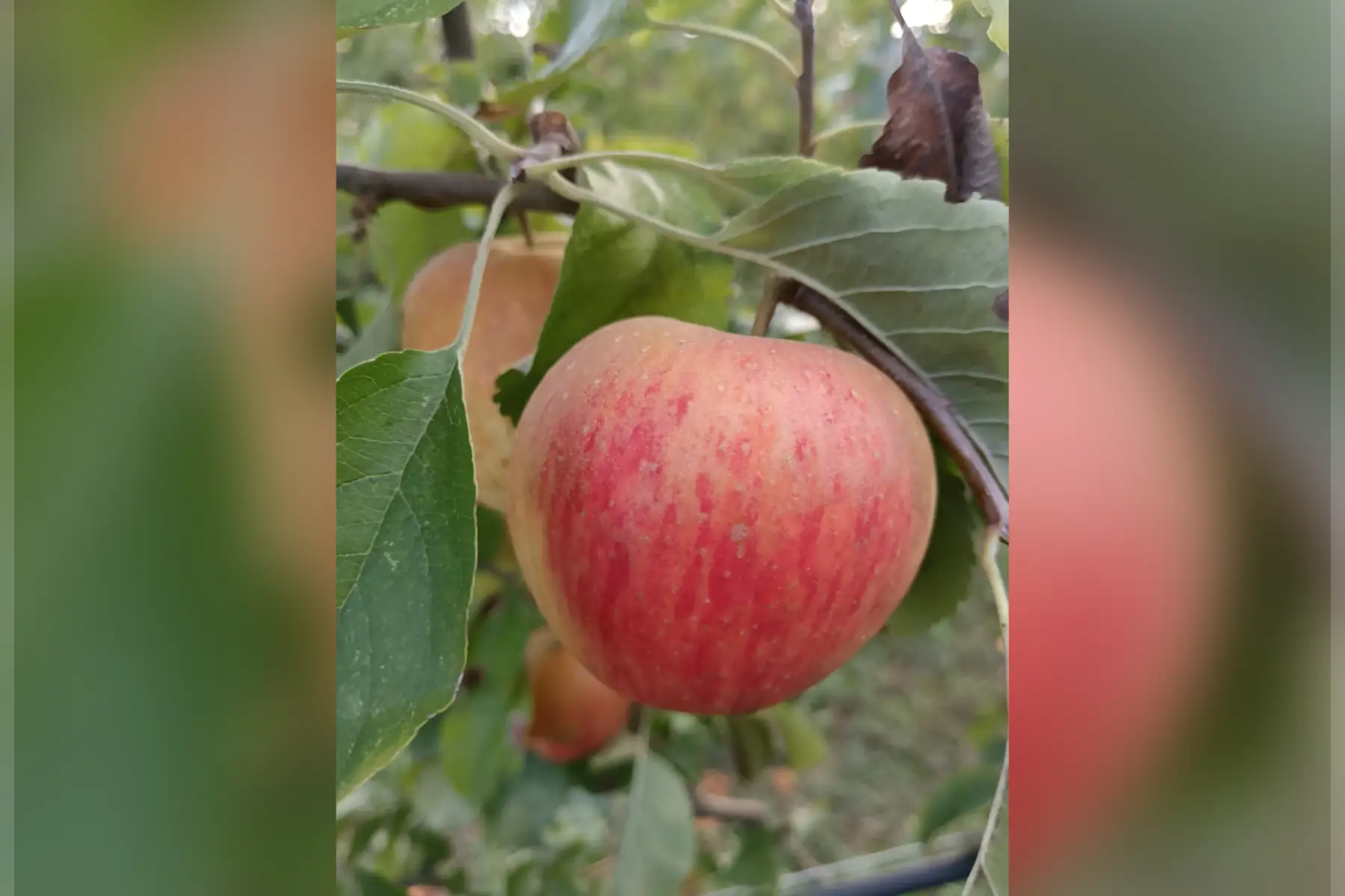 Pomme Variété Chanteloup AB
