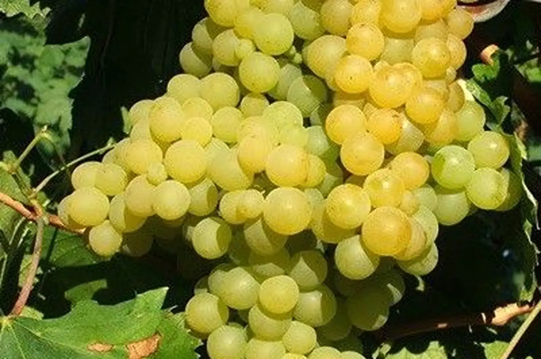 Raisin sans pépin variété Exalta