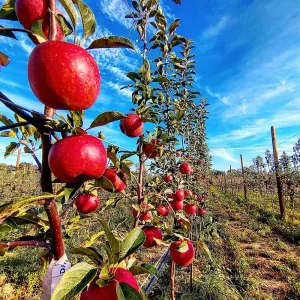 les jardins de labourdette