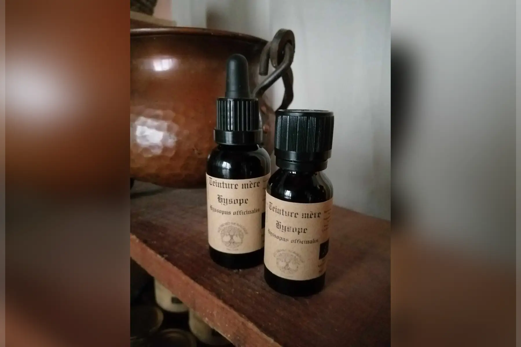 teinture mère hysope hyssopus officinalis