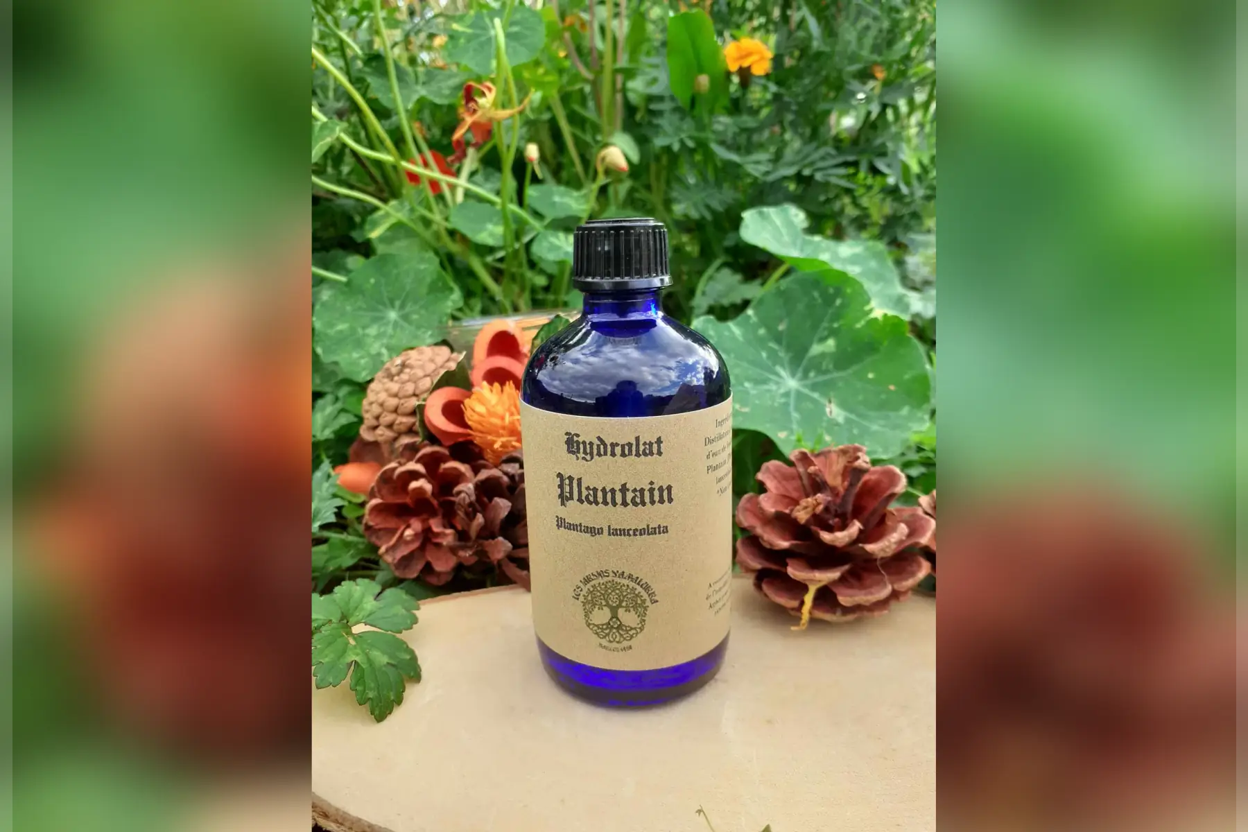 hydrolat de plantain