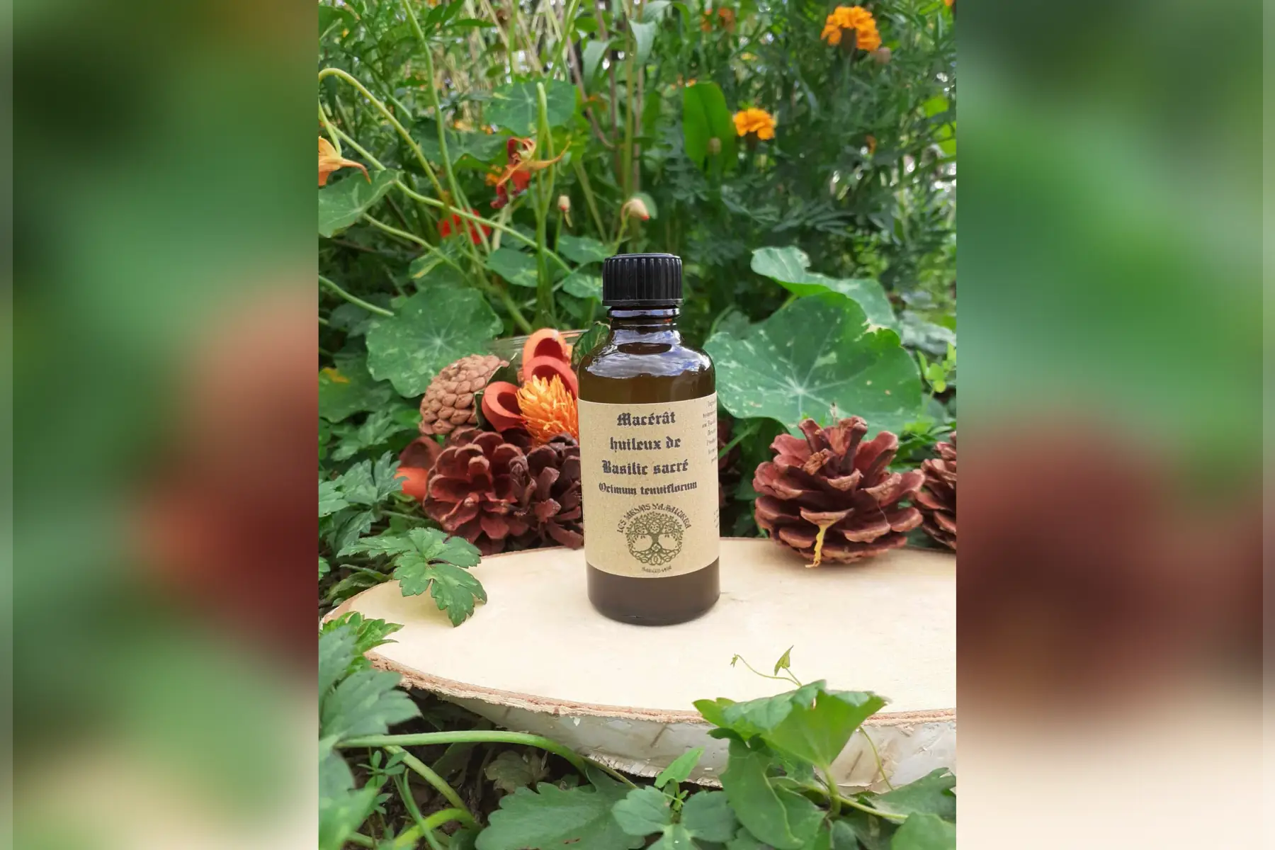 macérât huileux basilic sacré