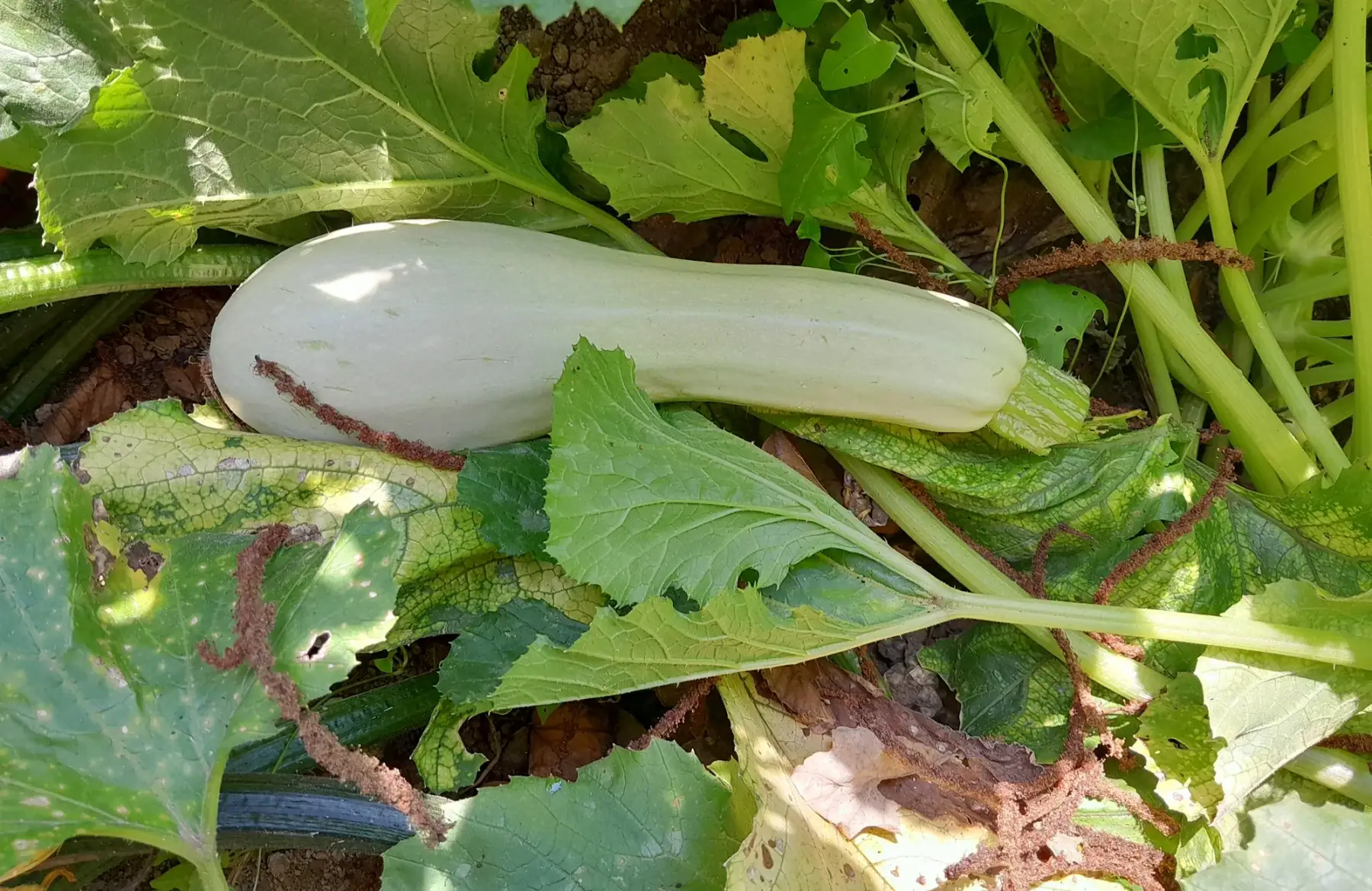 Courgette blanche de Virginie ou libanaise bio