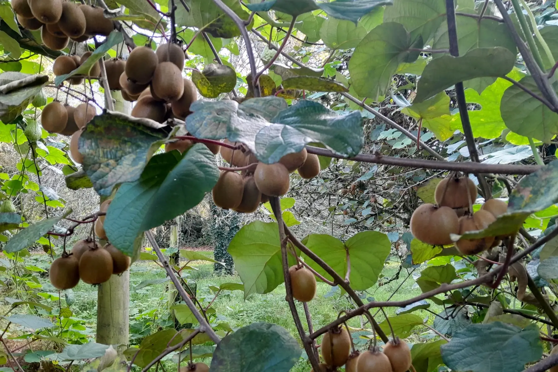 Kiwi bio à faire mûrir