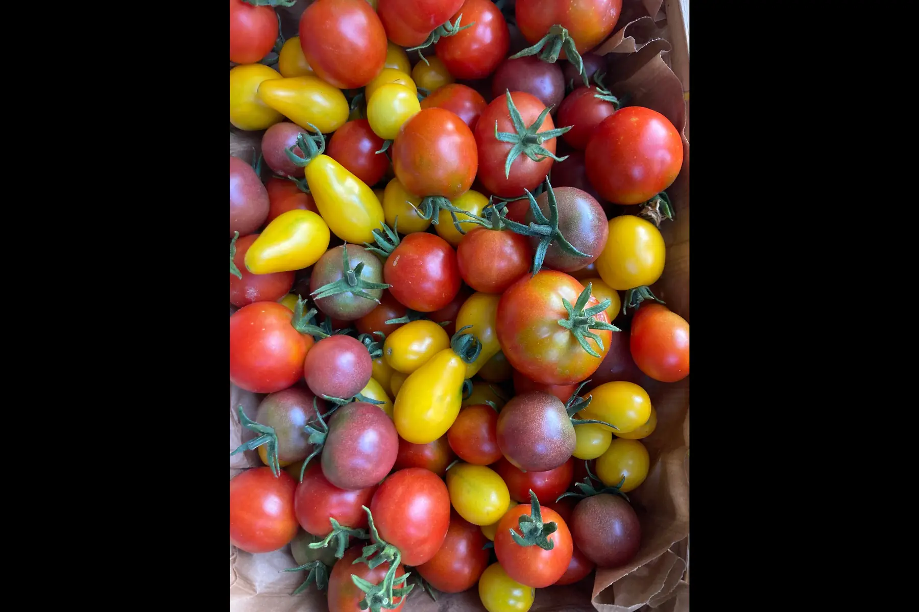 tomates cerise et cocktail