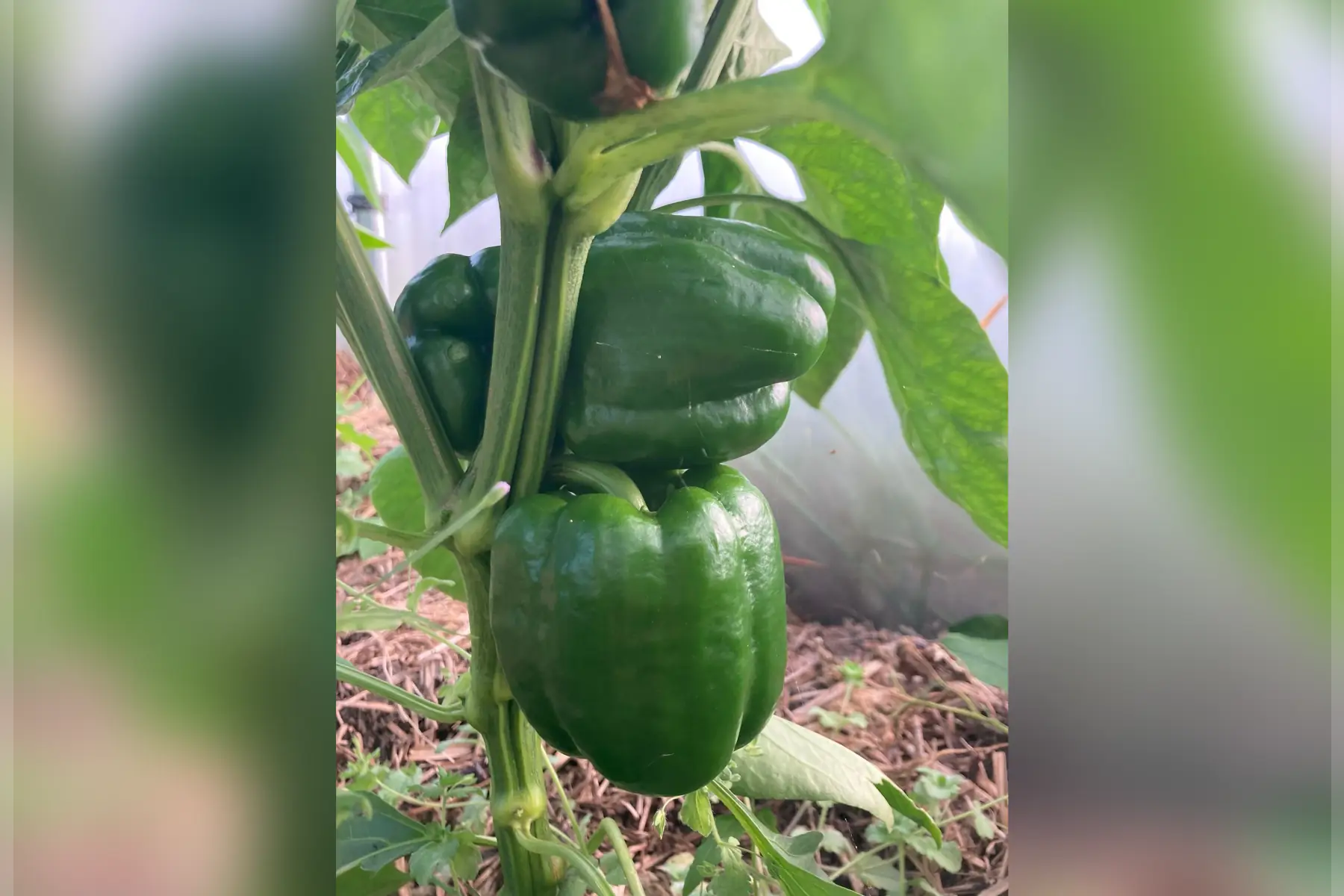 poivron vert