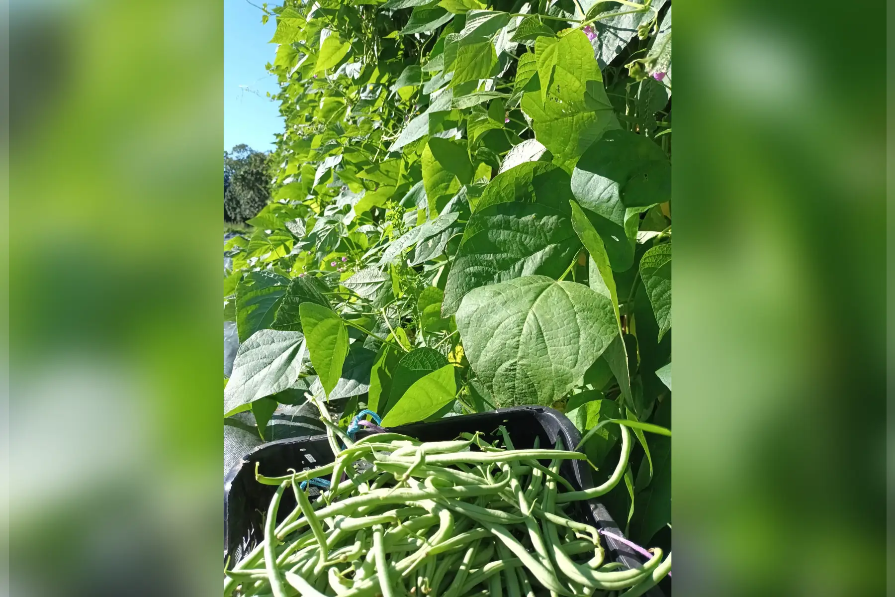 haricot vert