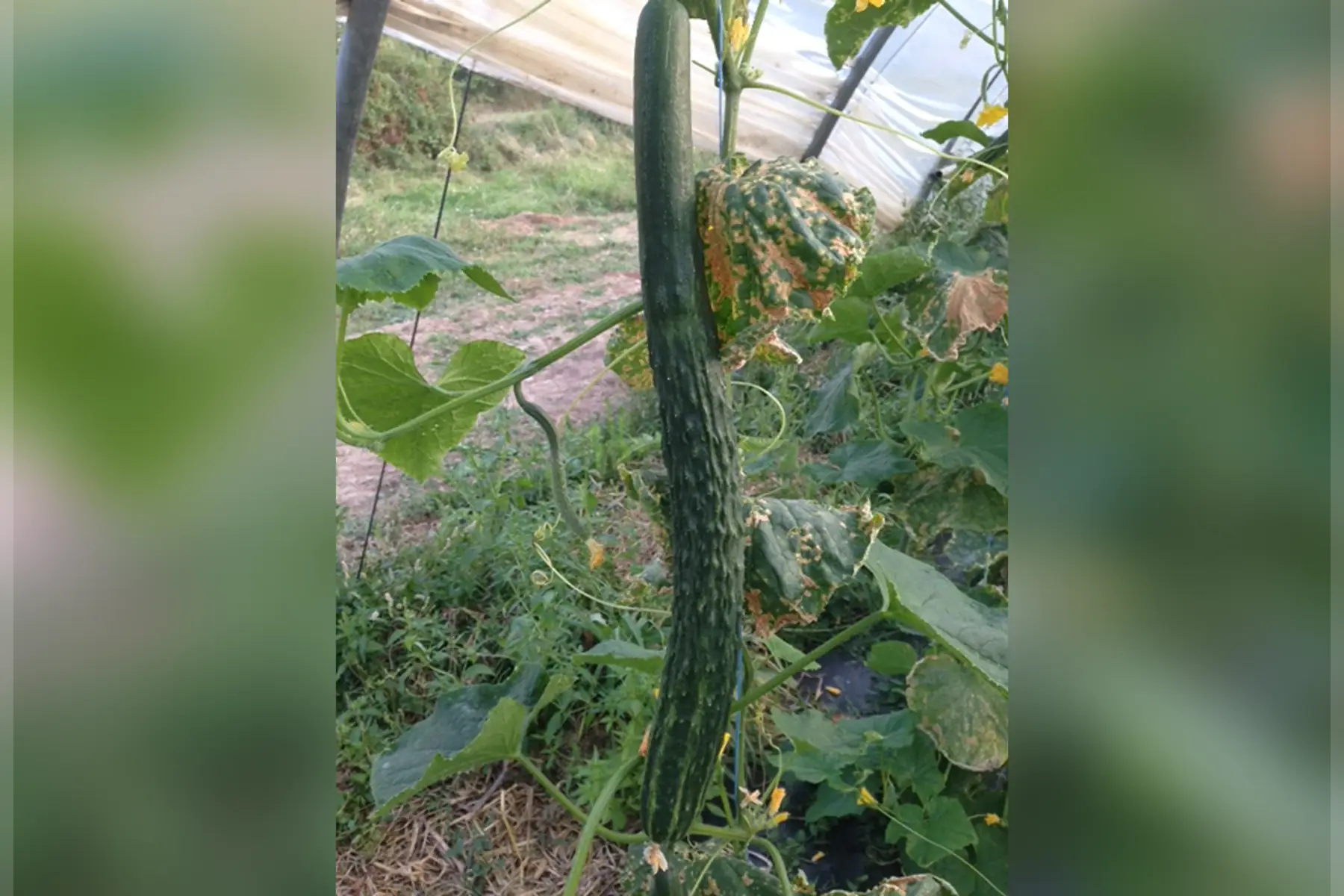 concombre long "saïko"