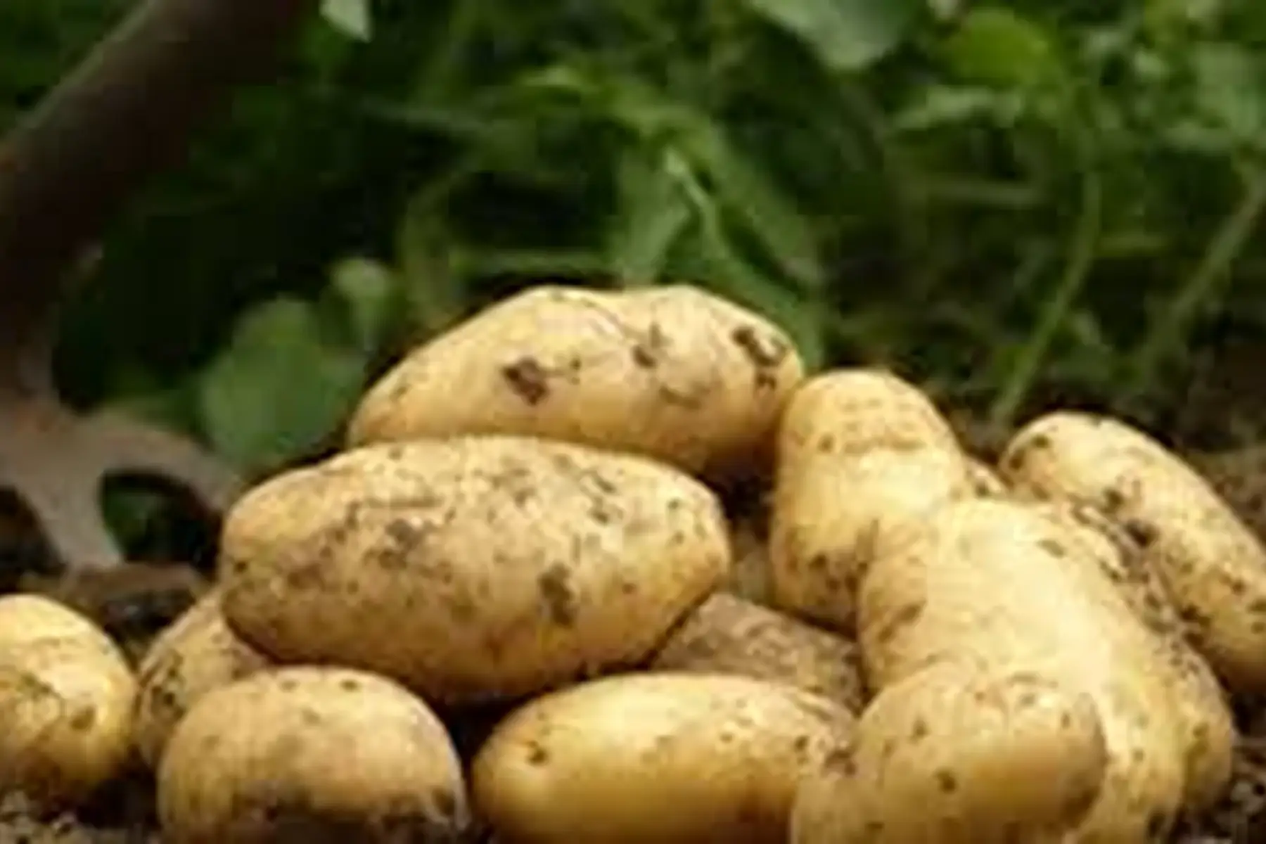 pomme de terre (chair ferme)