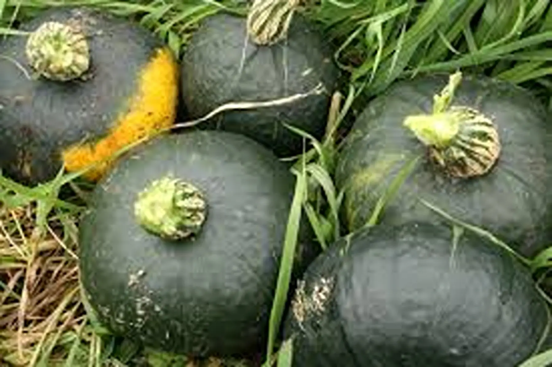 Courge Buttercup (calibre moyen)