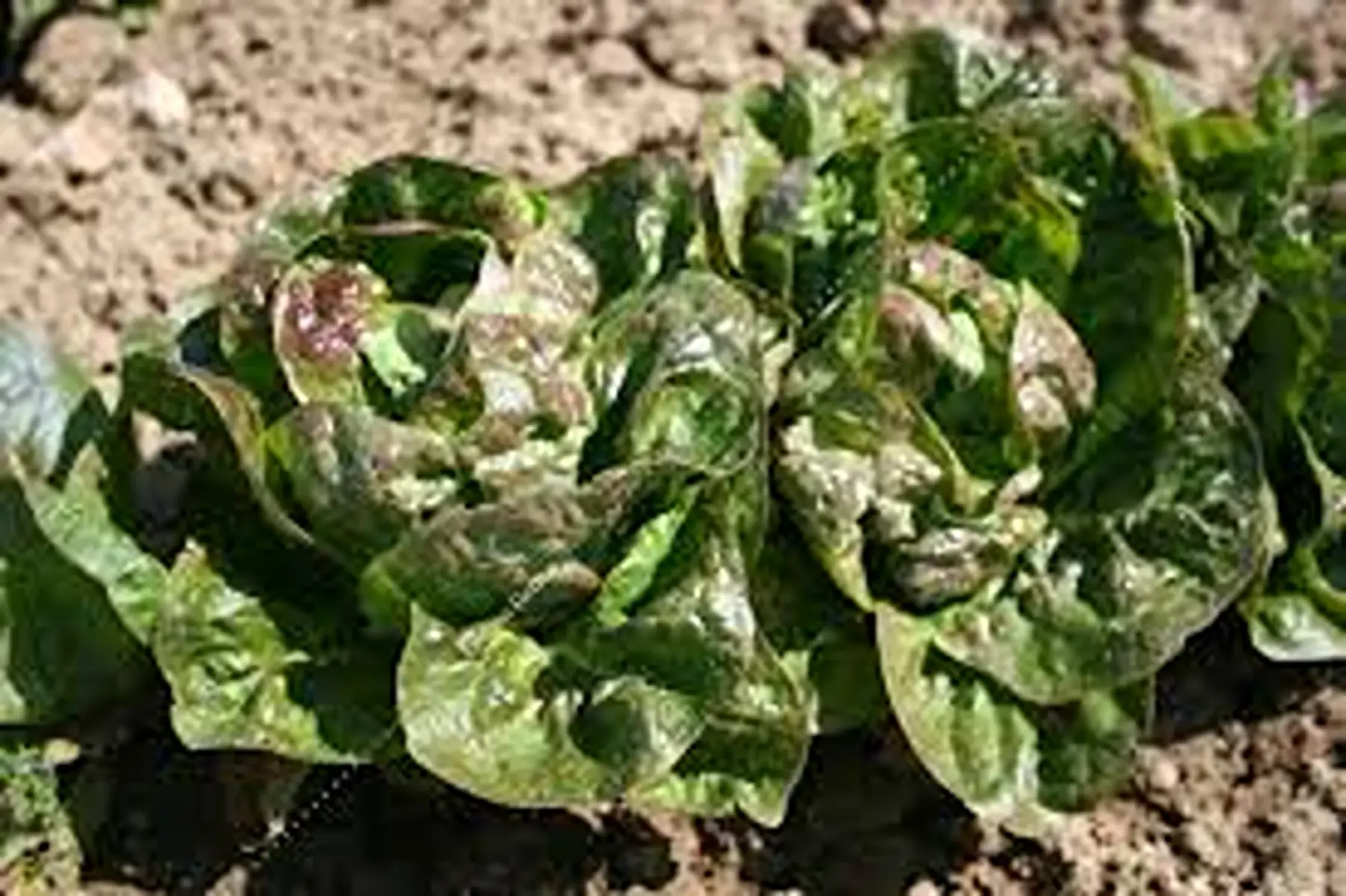 salade : laitue rougette